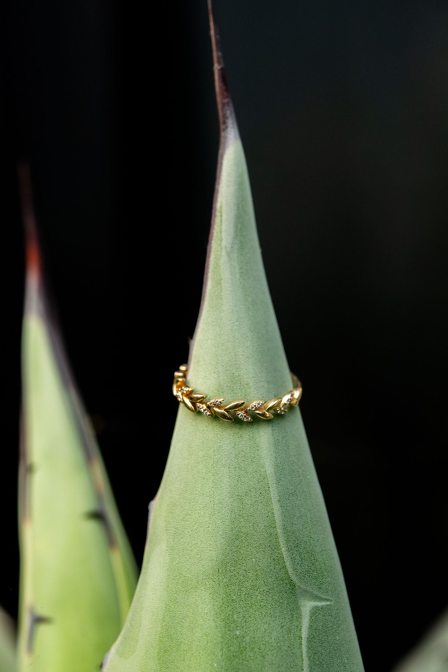 engagment ring on agave plant