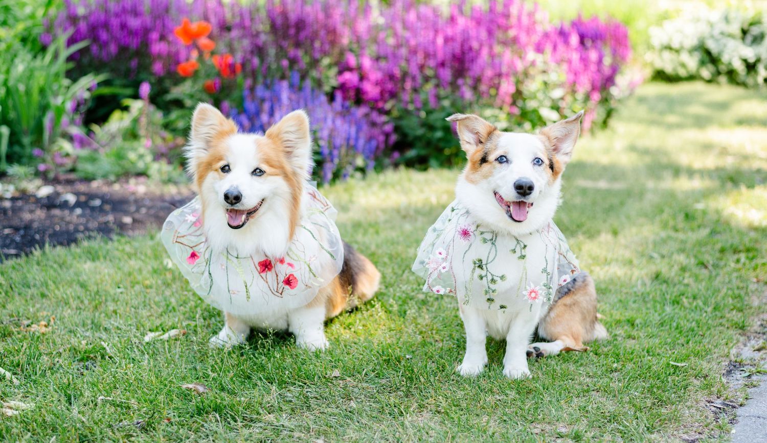 two dogs pose with hanker chiefs to match their moms veil on their humans wedding day