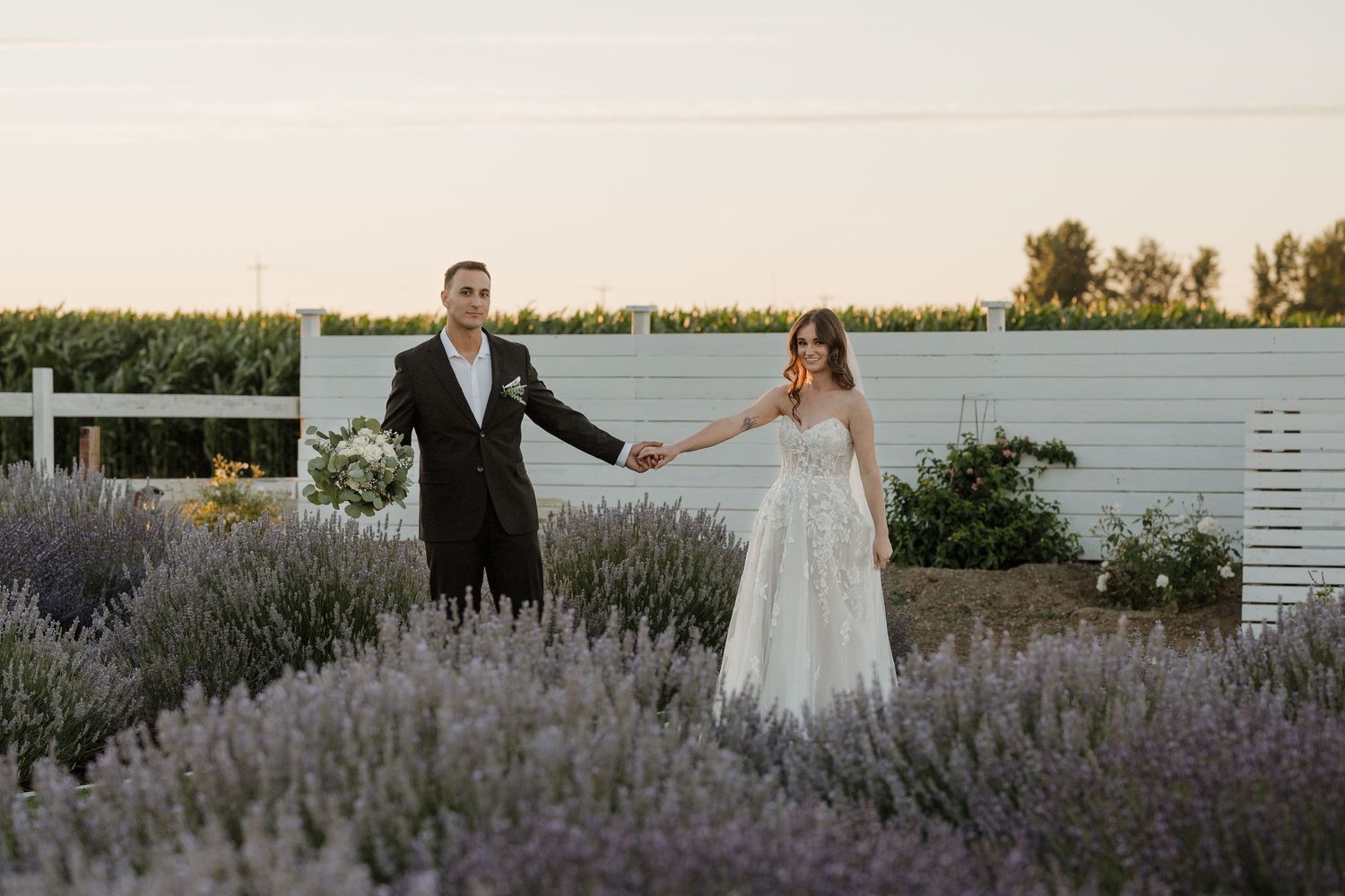 Couple walks through a lavender garden at sunset with white fencing in the background.