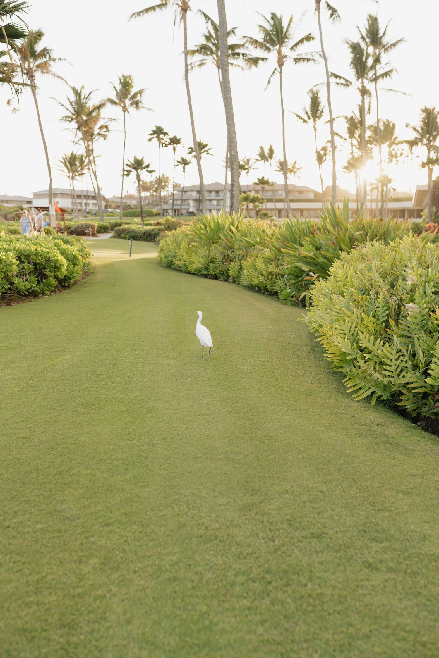 White egret standing on manicured lawn with palm trees and tropical landscaping at sunset.