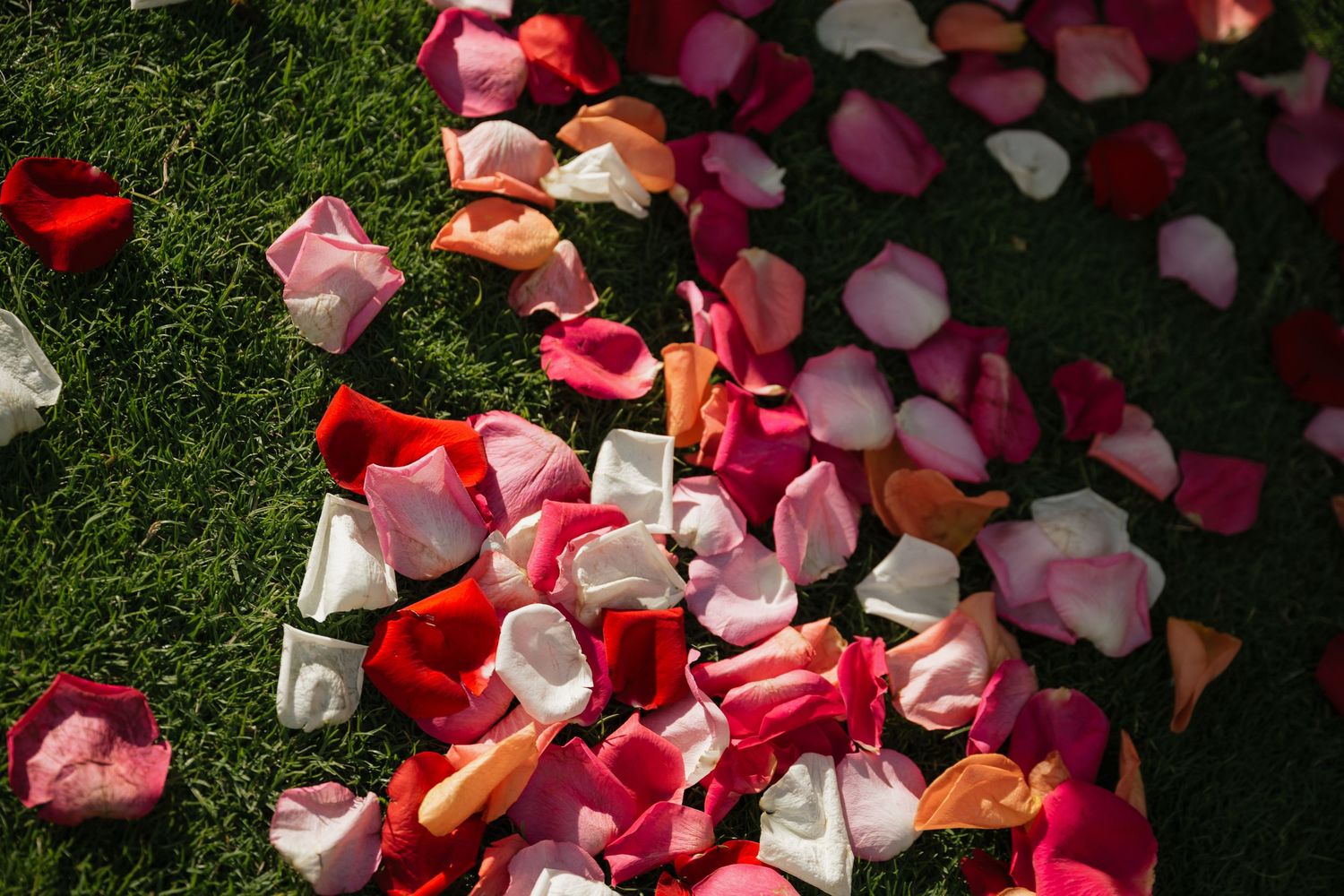 Colorful rose petals scattered on green grass creating a romantic wedding decoration.