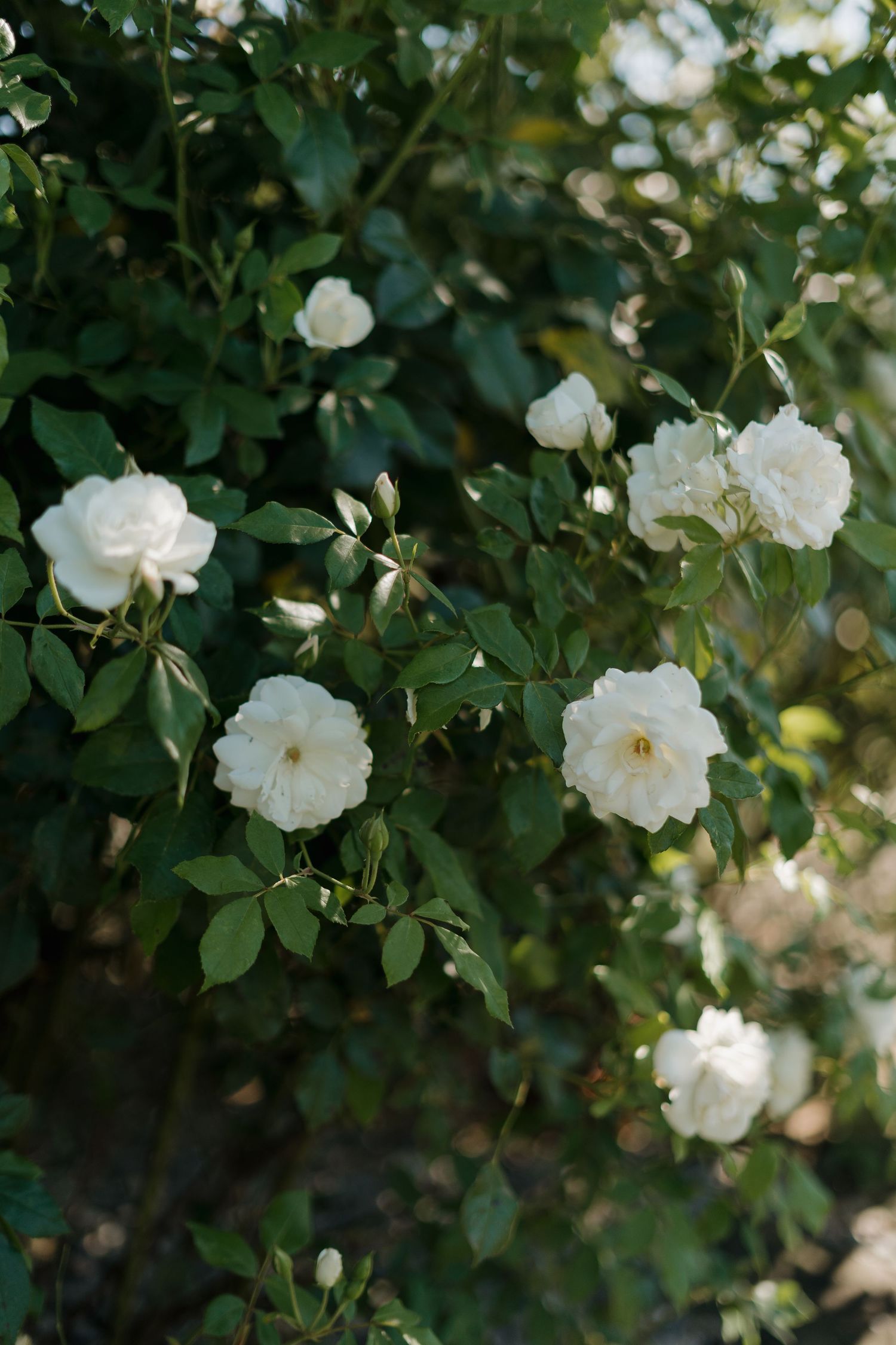 White roses bloom abundantly on garden bushes with lush green foliage.