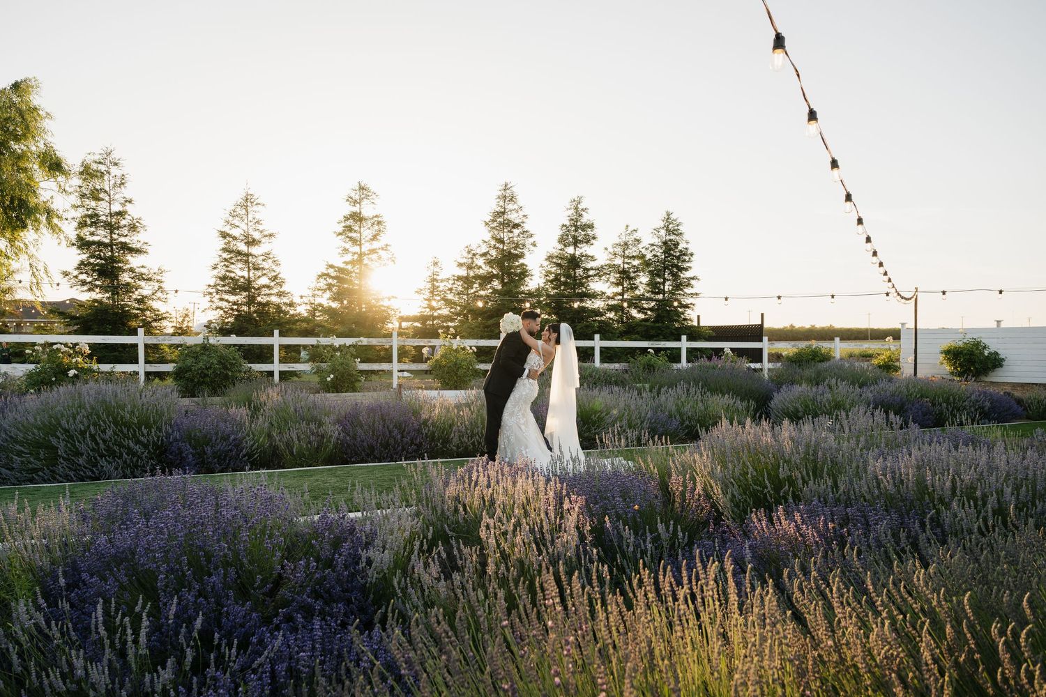 String lights hang over a lavender garden during a sunset wedding celebration.