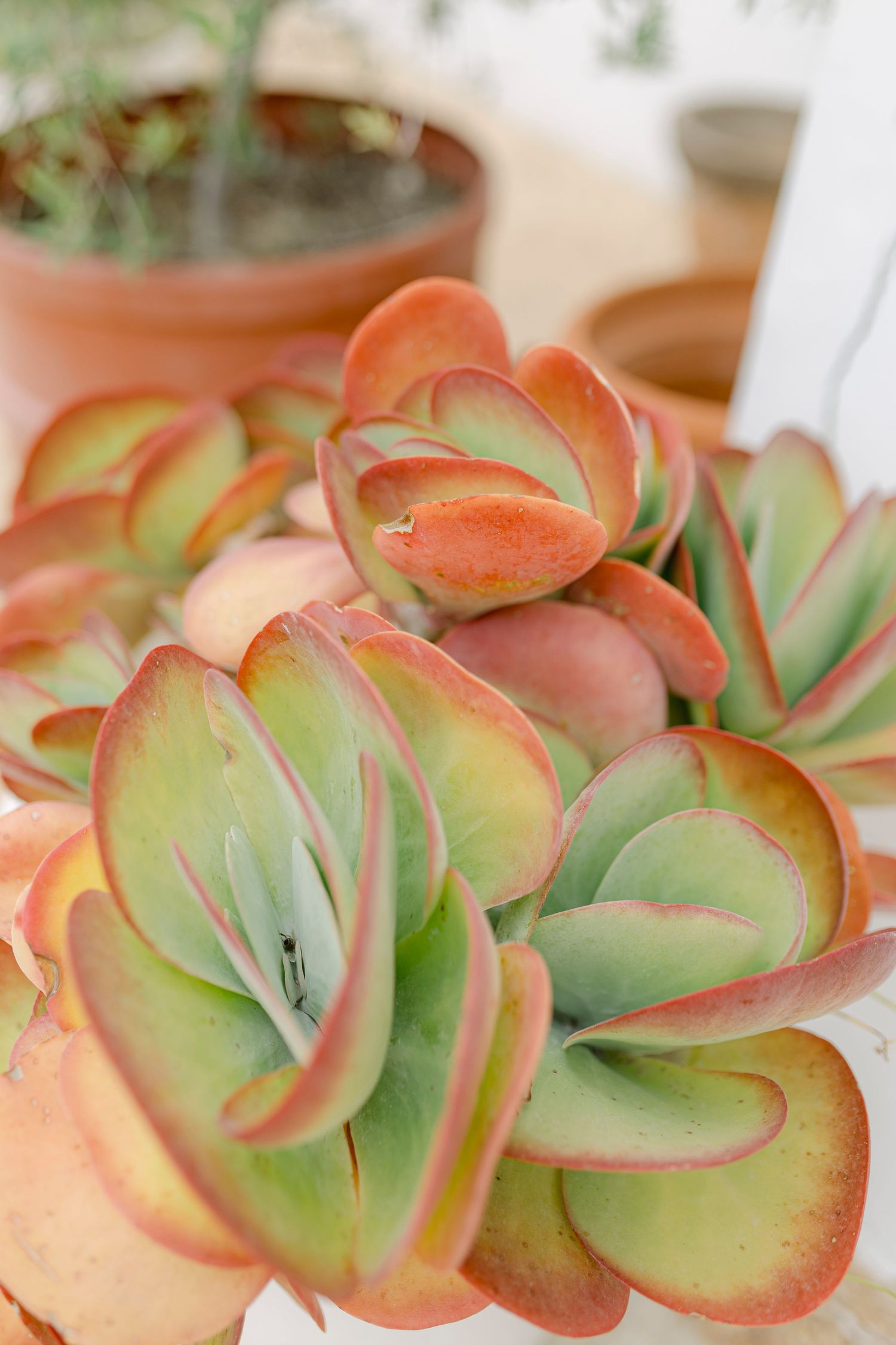 Close-up of vibrant green and red-tipped succulent plants in terracotta pots.