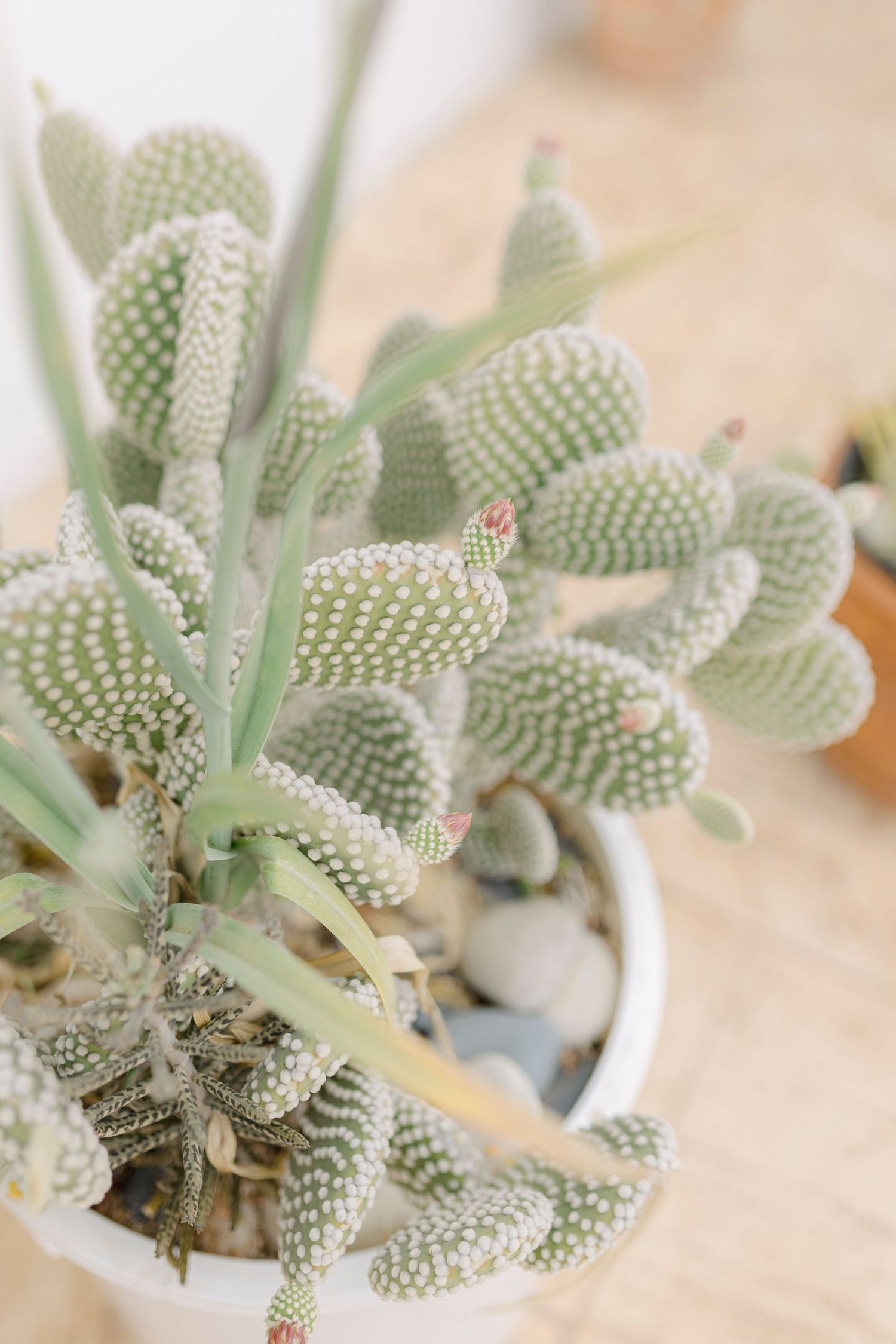 Close-up of a bunny ear cactus in a white pot with white polka dot pads on a wooden surface.