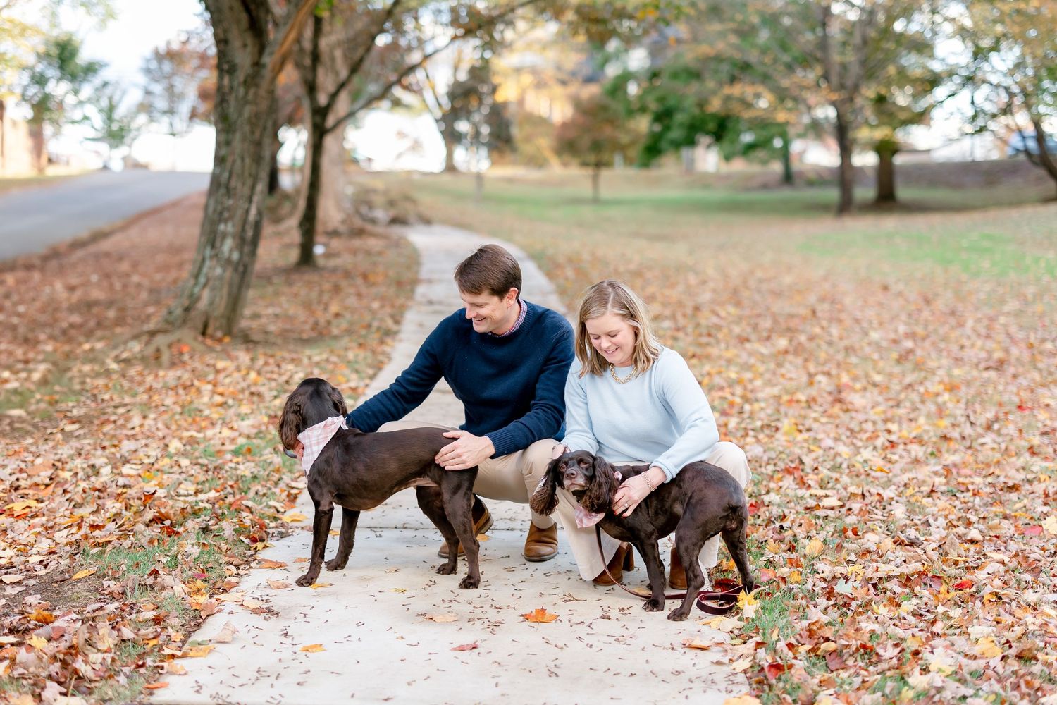 Couple crouching with two chocolate Labrador dogs on a leaf-covered path in an autumn park.