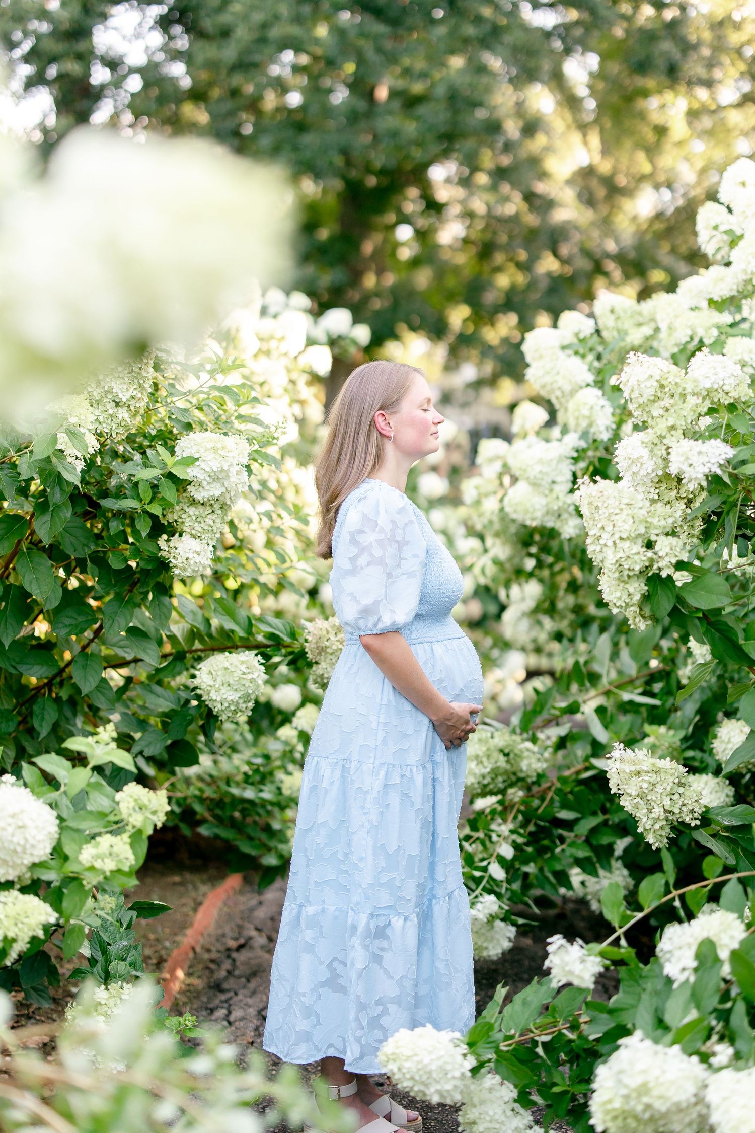 Expectant mother in blue dress poses elegantly among flowering white hydrangea bushes.
