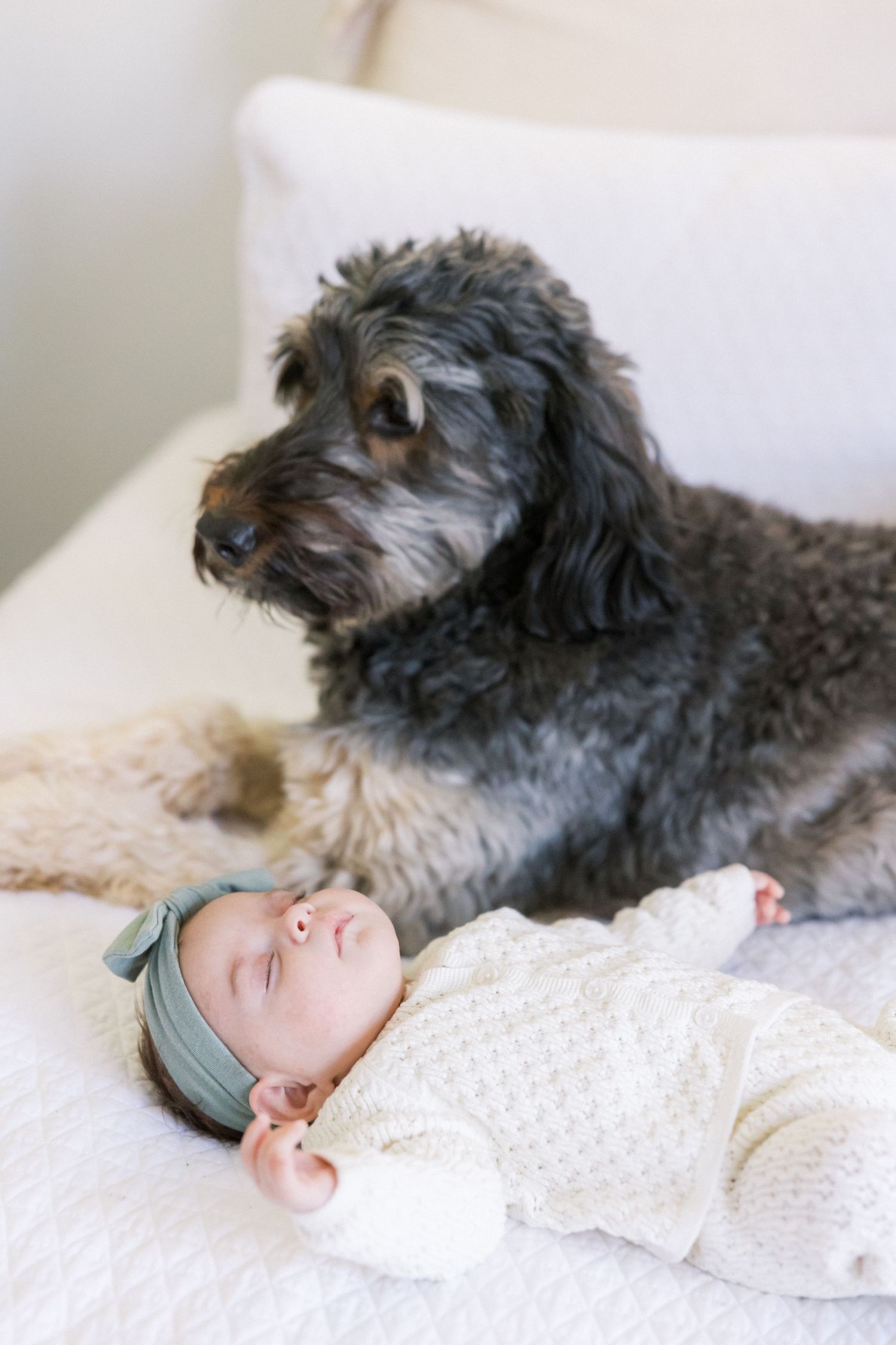 Sleeping newborn in cream sweater with furry dog watching protectively nearby.