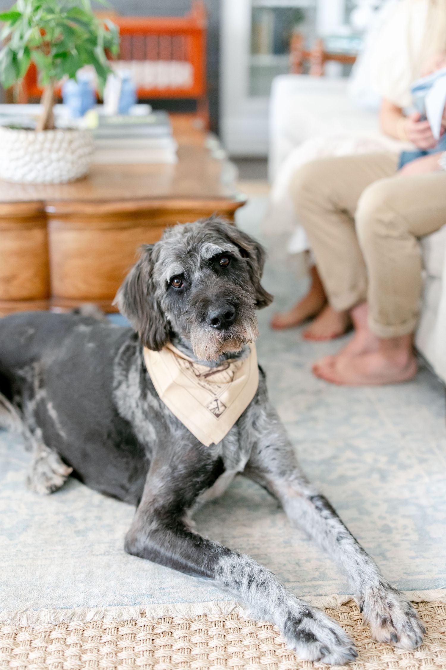 Gray scruffy dog wearing bandana lounges on patterned carpet near furniture.