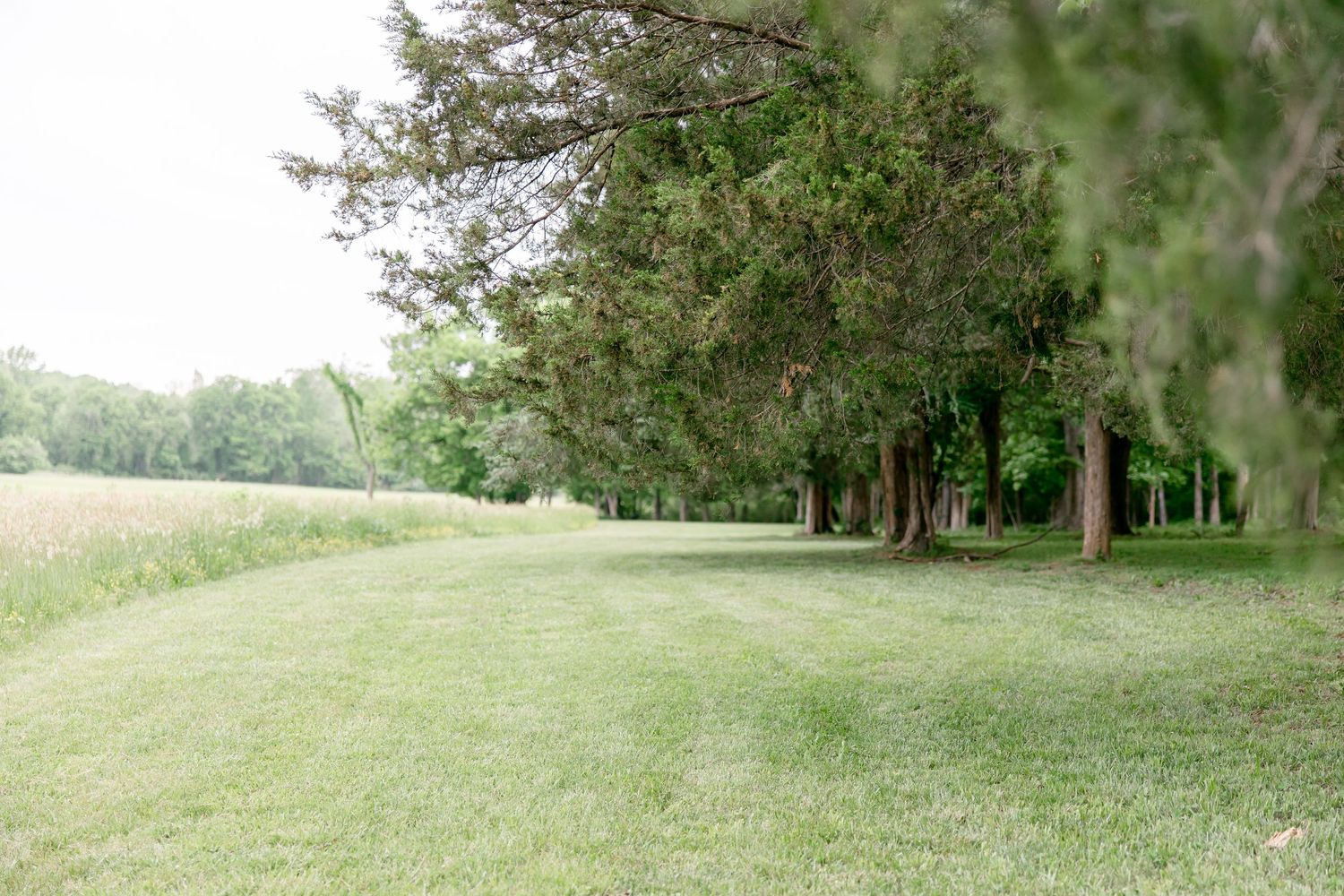 Rolling green hillside with mature trees lining the landscape creates a serene natural setting.