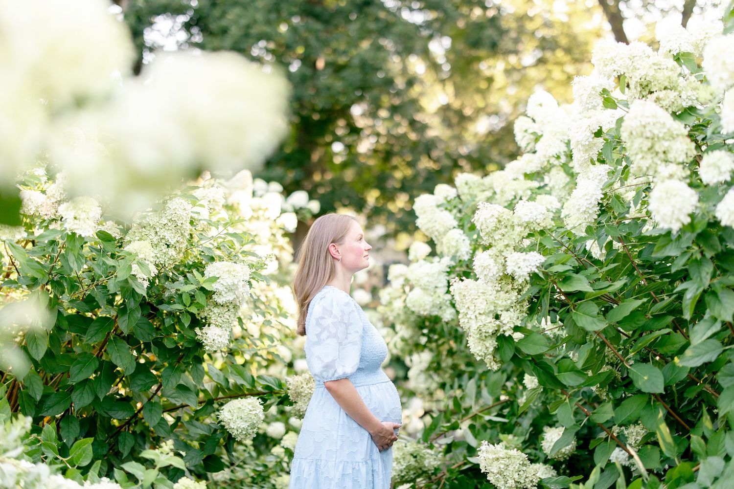 White hydrangea blooms frame a tender moment in a sunlit garden setting.