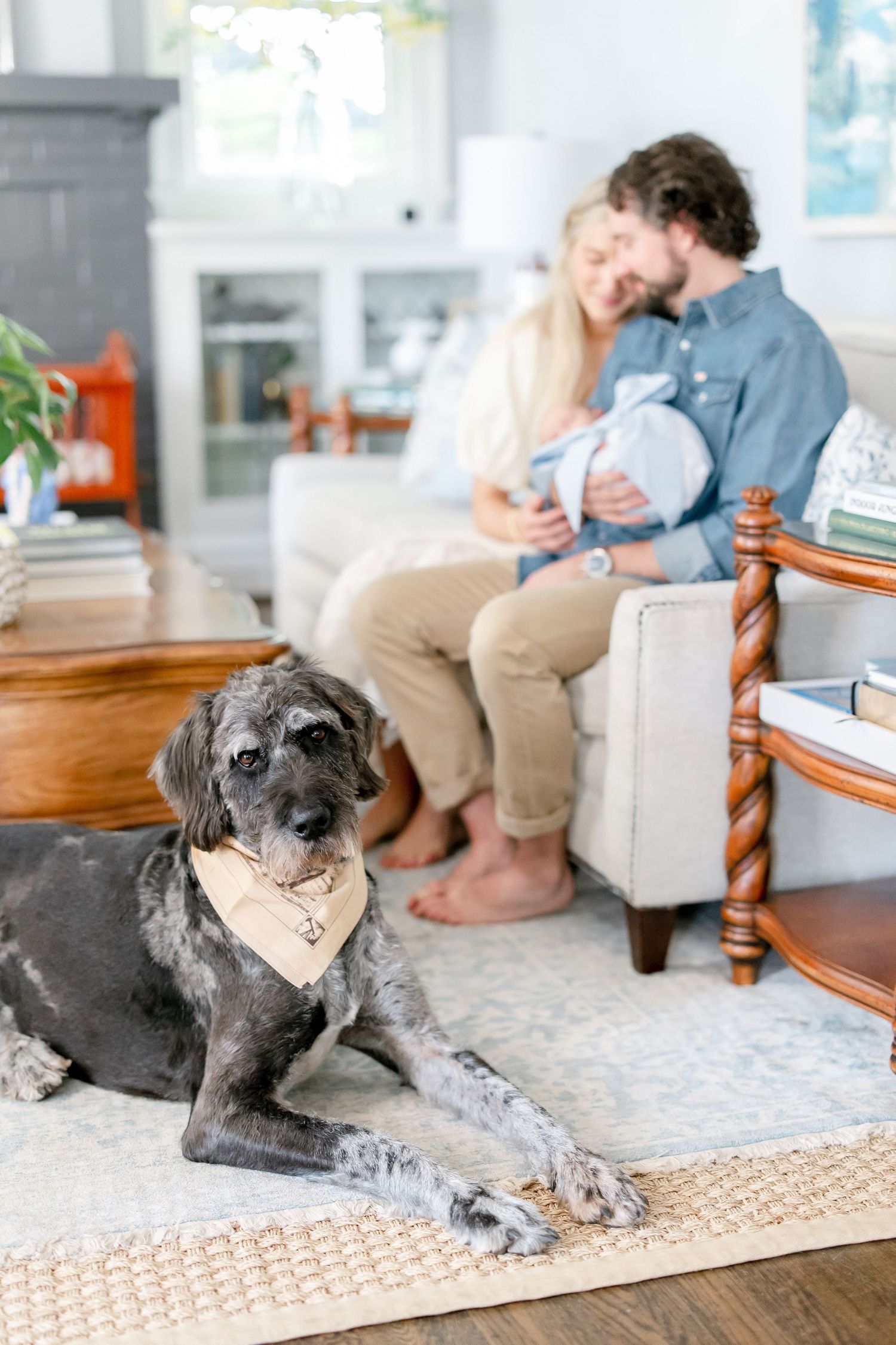 Gray mixed breed dog rests on patterned carpet by white chair and wooden table in bright living room.