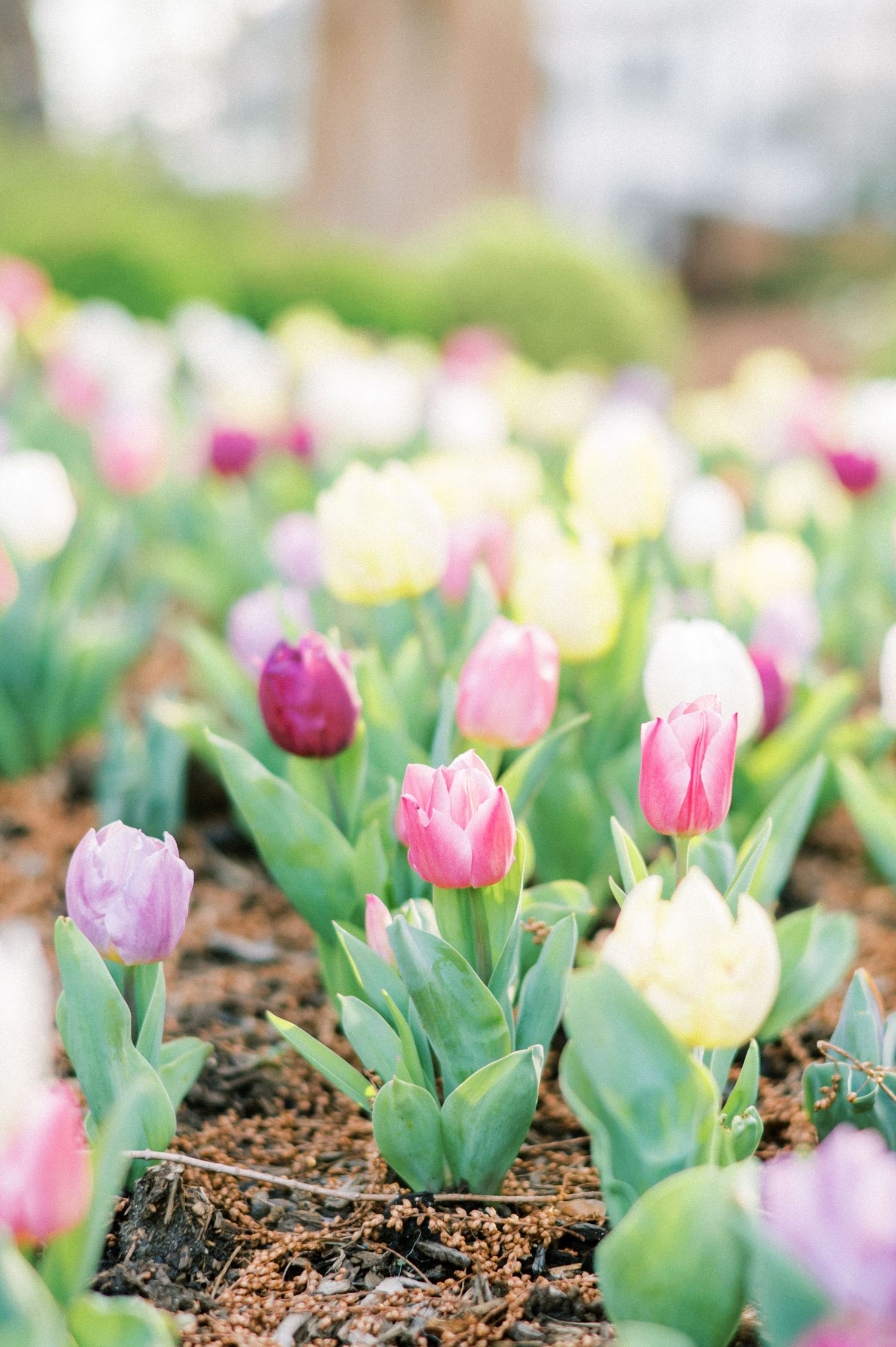 Pink and purple tulips emerging from dark soil in a spring garden with soft bokeh background effect.