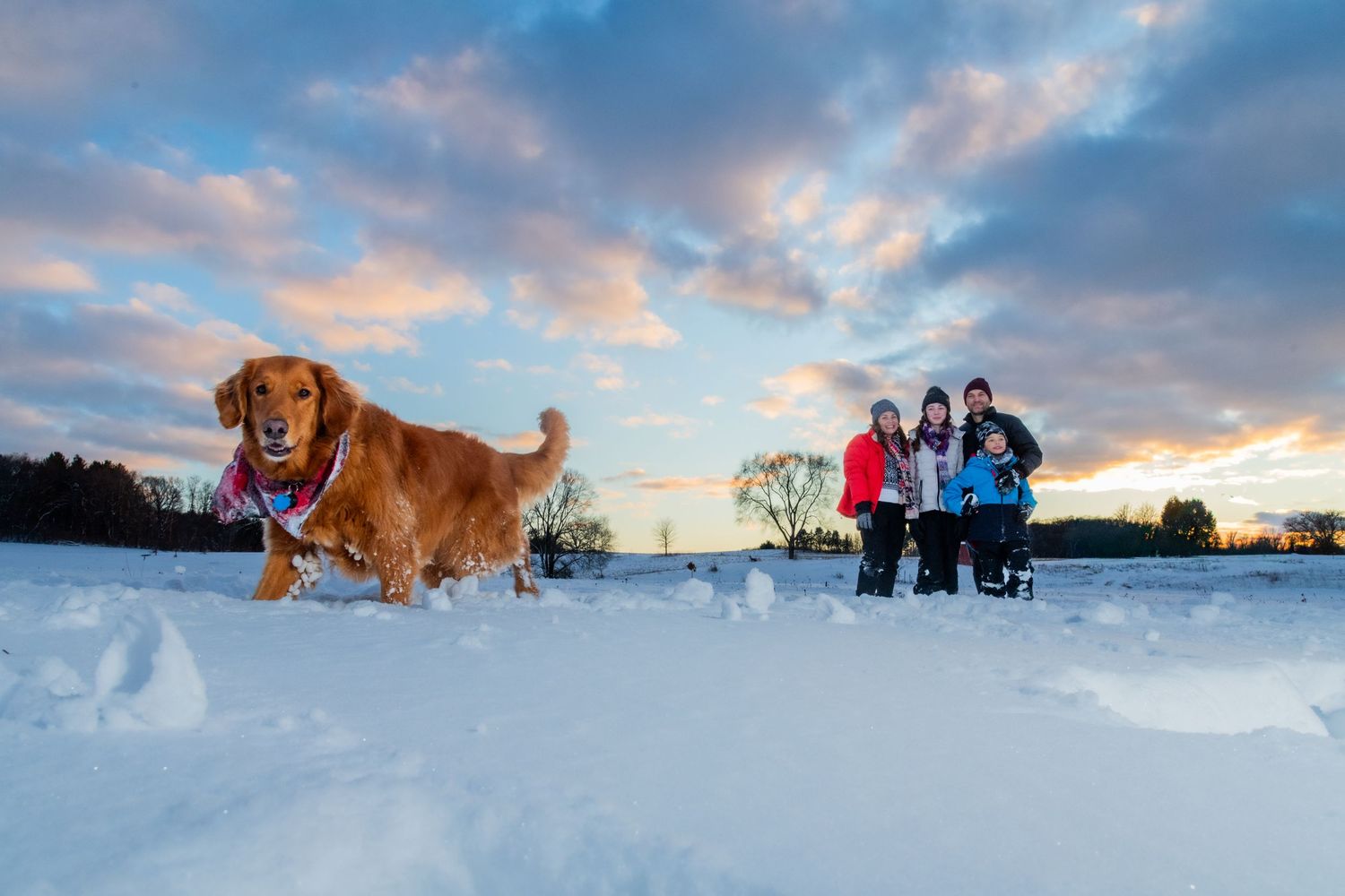 A golden retriever plays in snow at sunset while a family poses together under a colorful winter sky.