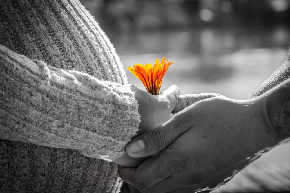 Close-up of two hands holding a vibrant orange flower in a black and white romantic photo.