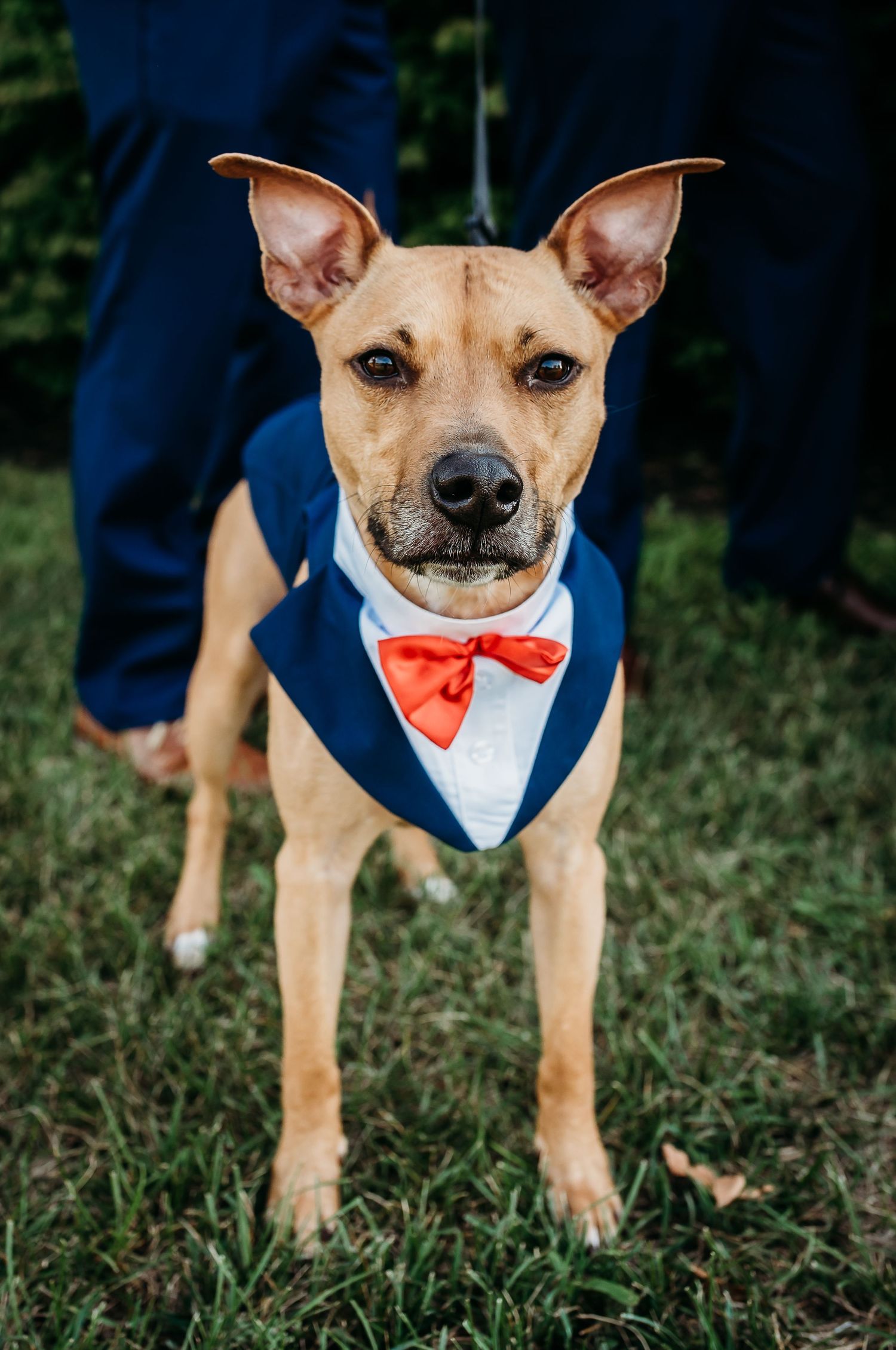 An adorable tan dog wearing a navy bandana with red bow tie stands proudly on grass.