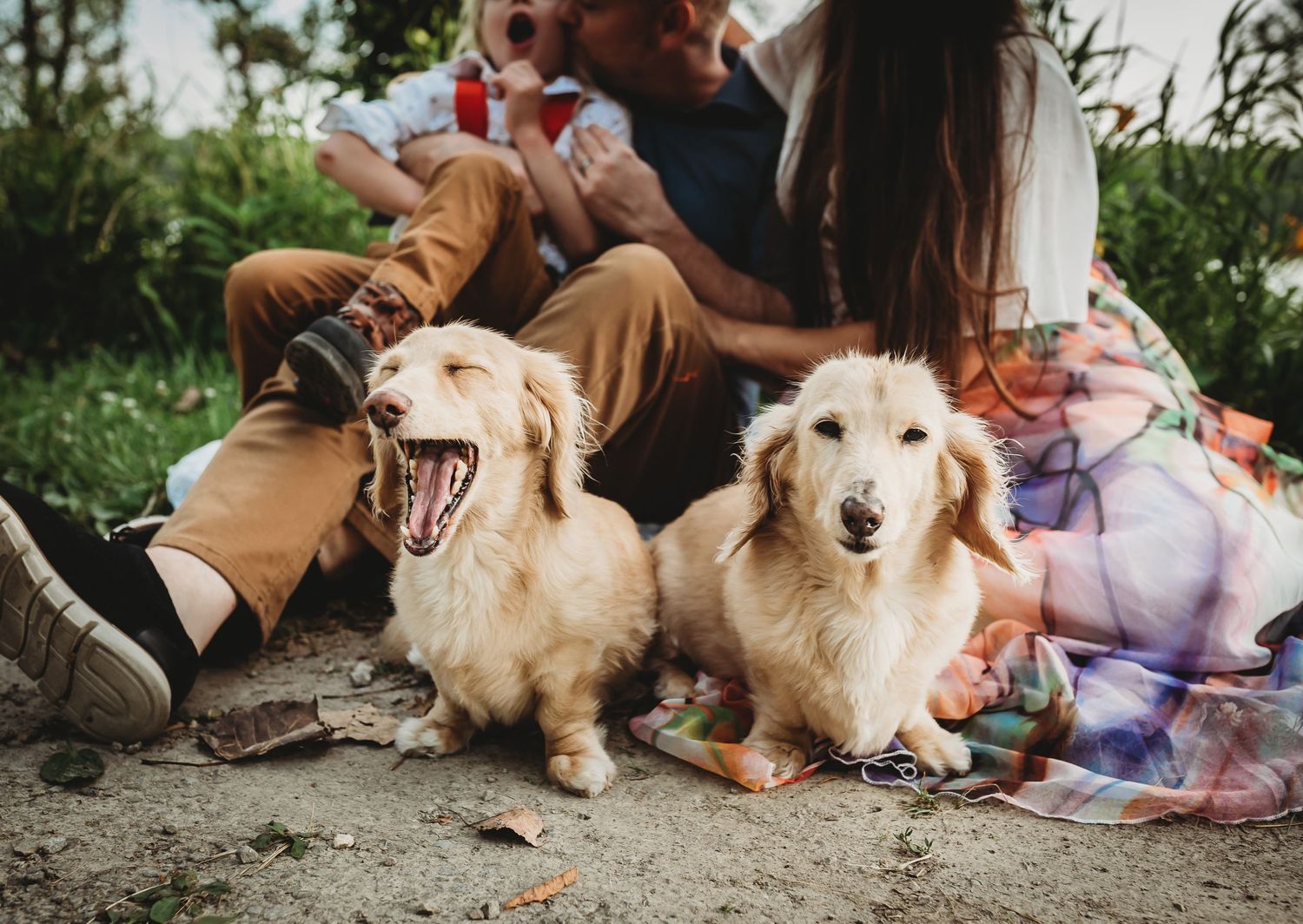 Golden retriever dog resting on ground while being petted by multiple people.