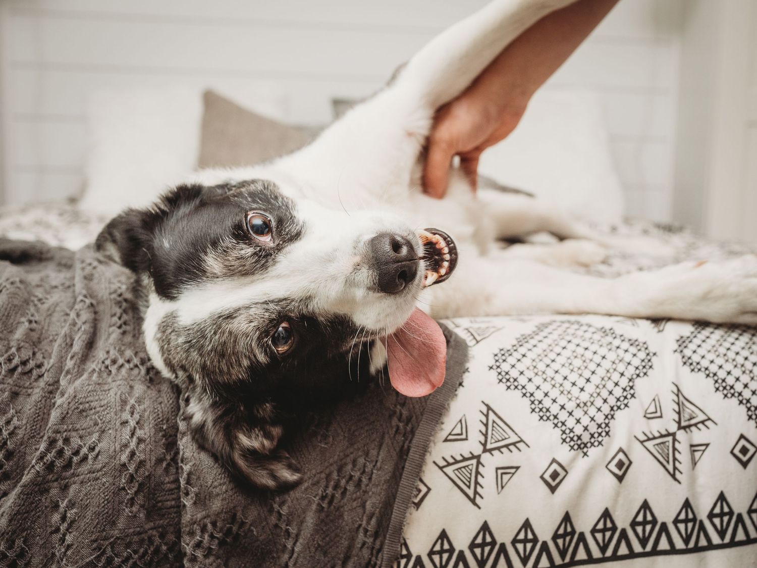 A black and white dog lies on a patterned pillow while being pet by someone's hand.