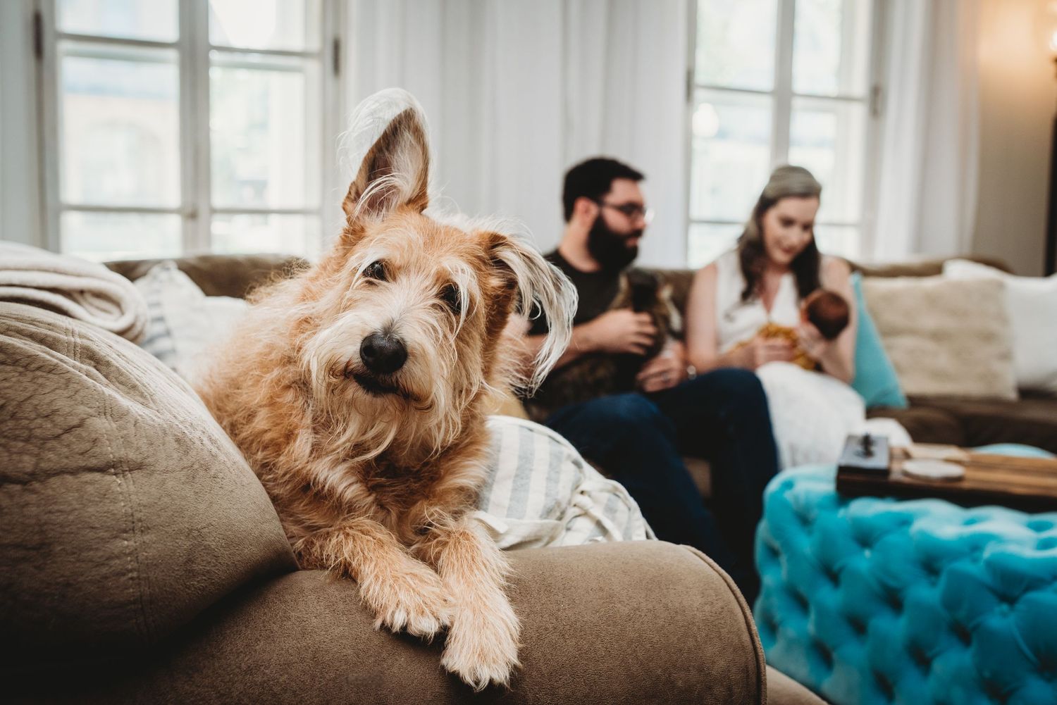 Cozy family scene with furry dog relaxing on blue tufted couch.