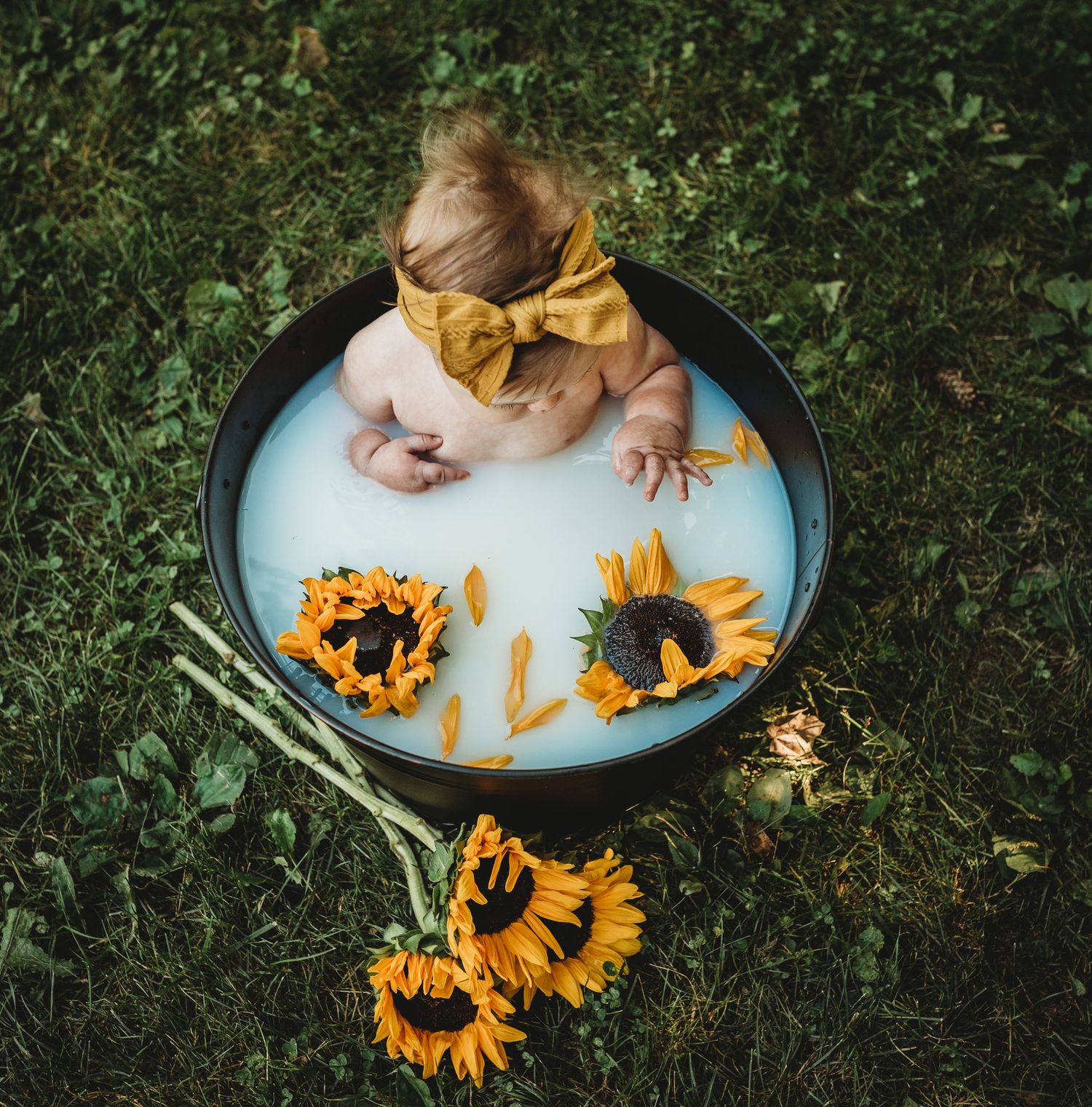 A creative milk bath photo with sunflowers and a yellow bow accessory.