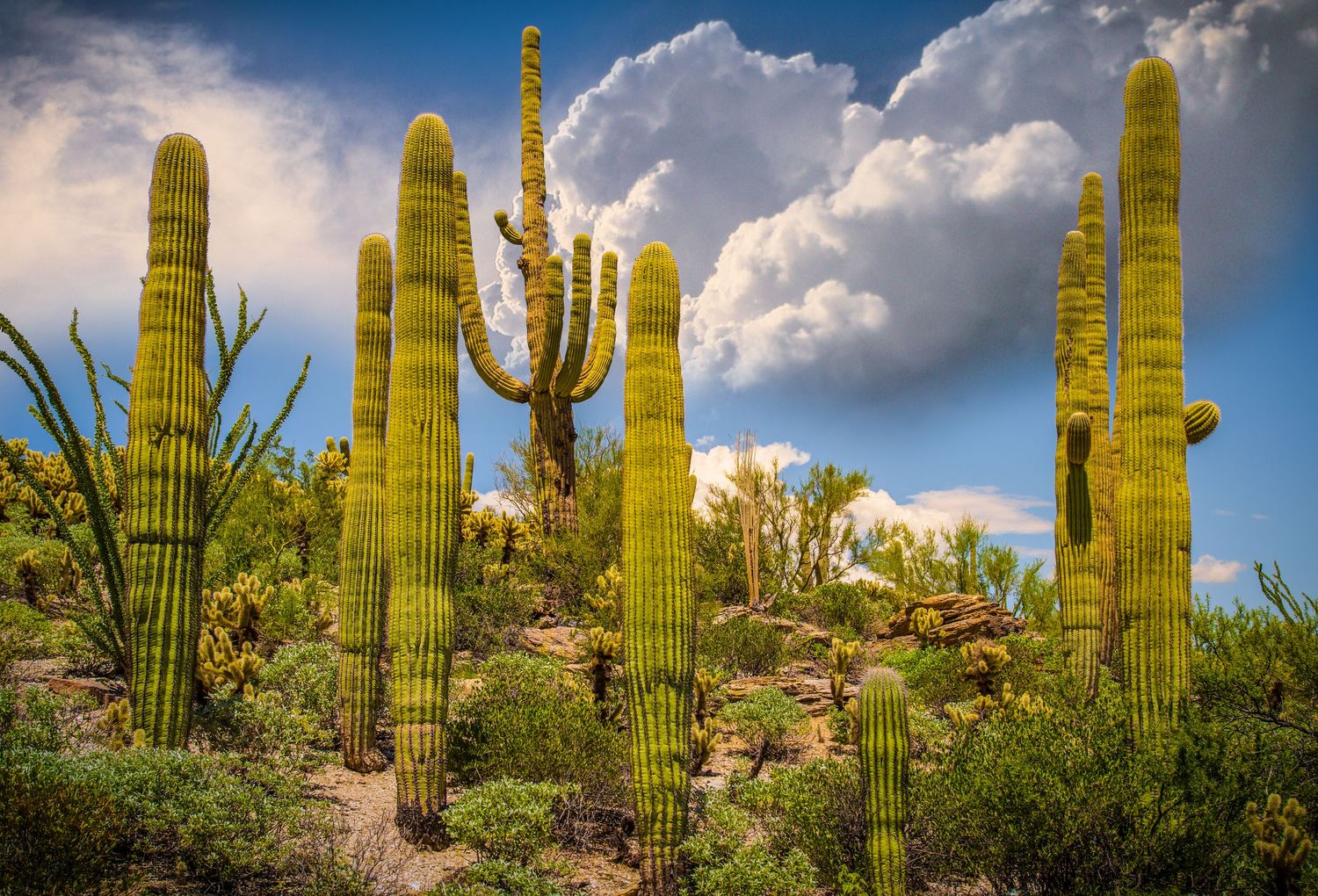 Majestic saguaro cacti stand tall against puffy white clouds in the Sonoran Desert.