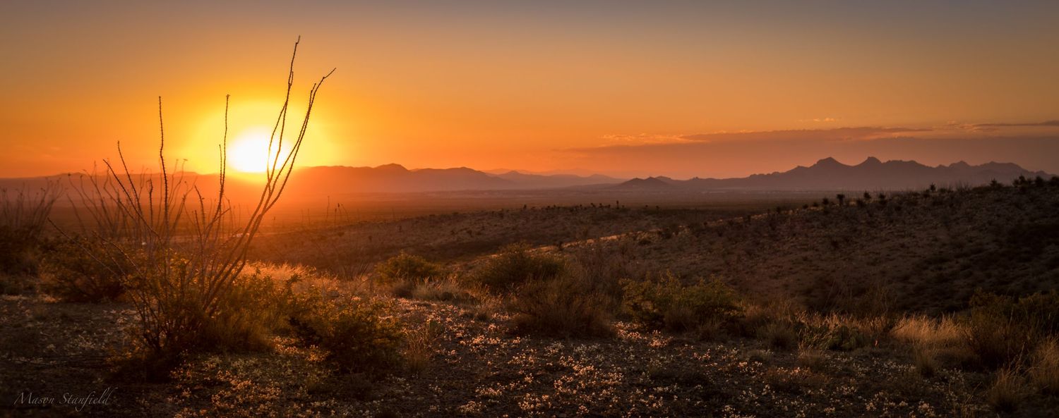 Golden desert sunset over mountain silhouettes with desert brush in foreground.