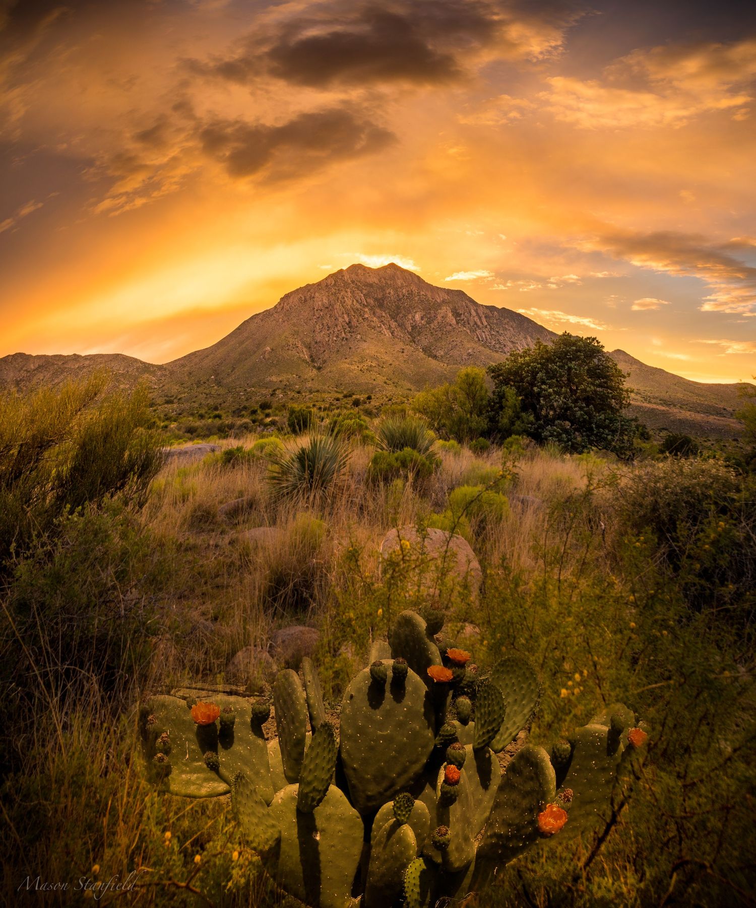 Desert mountain landscape at sunset with prickly pear cactus in foreground.