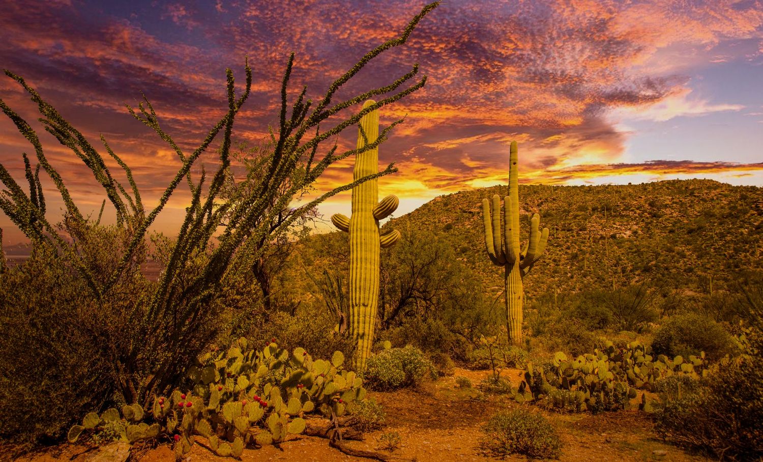 Saguaro cacti silhouetted against a vibrant orange and purple desert sunset.