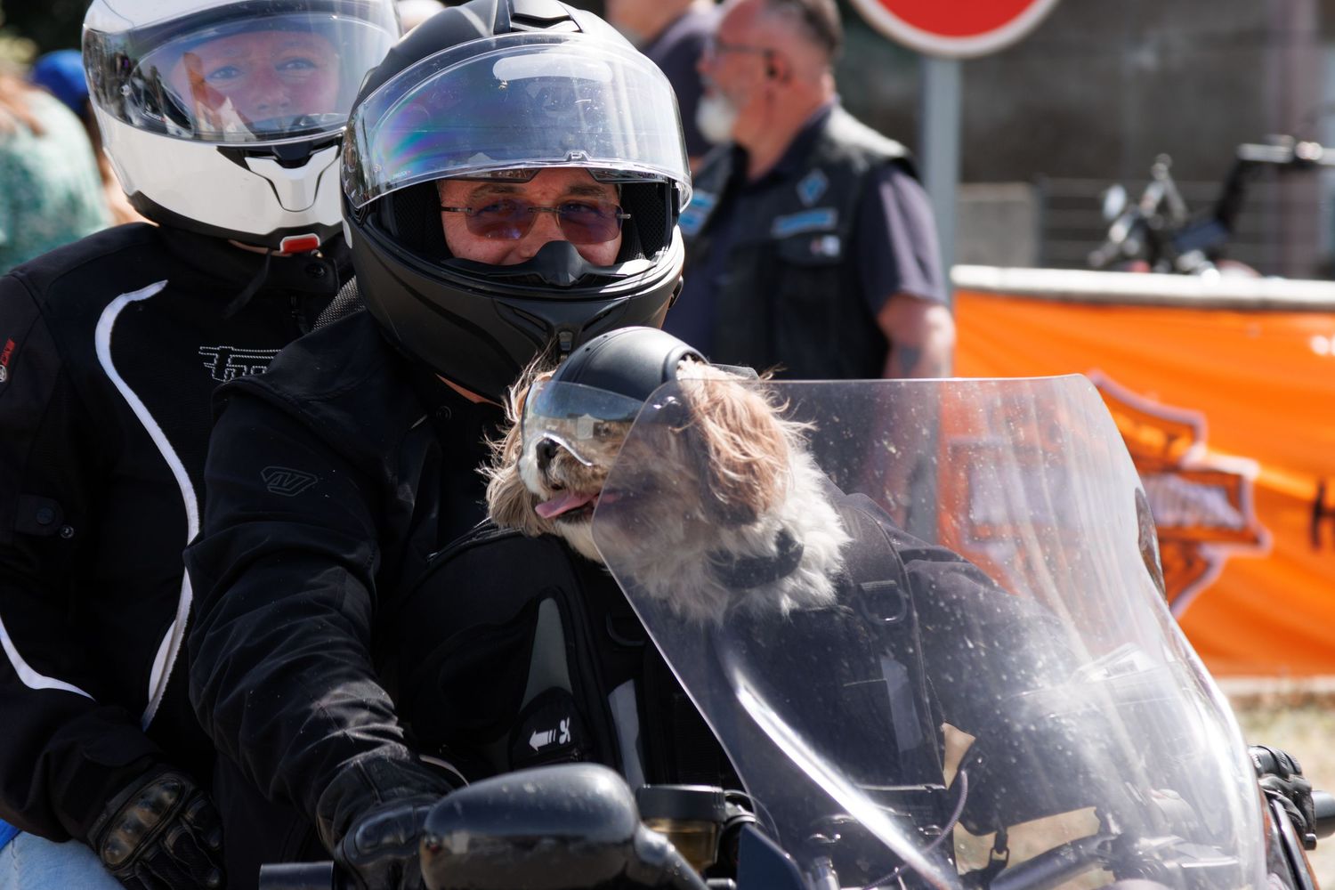 Two motorcycle riders wearing helmets with a small fluffy dog peeking over the windshield on a sunny day.