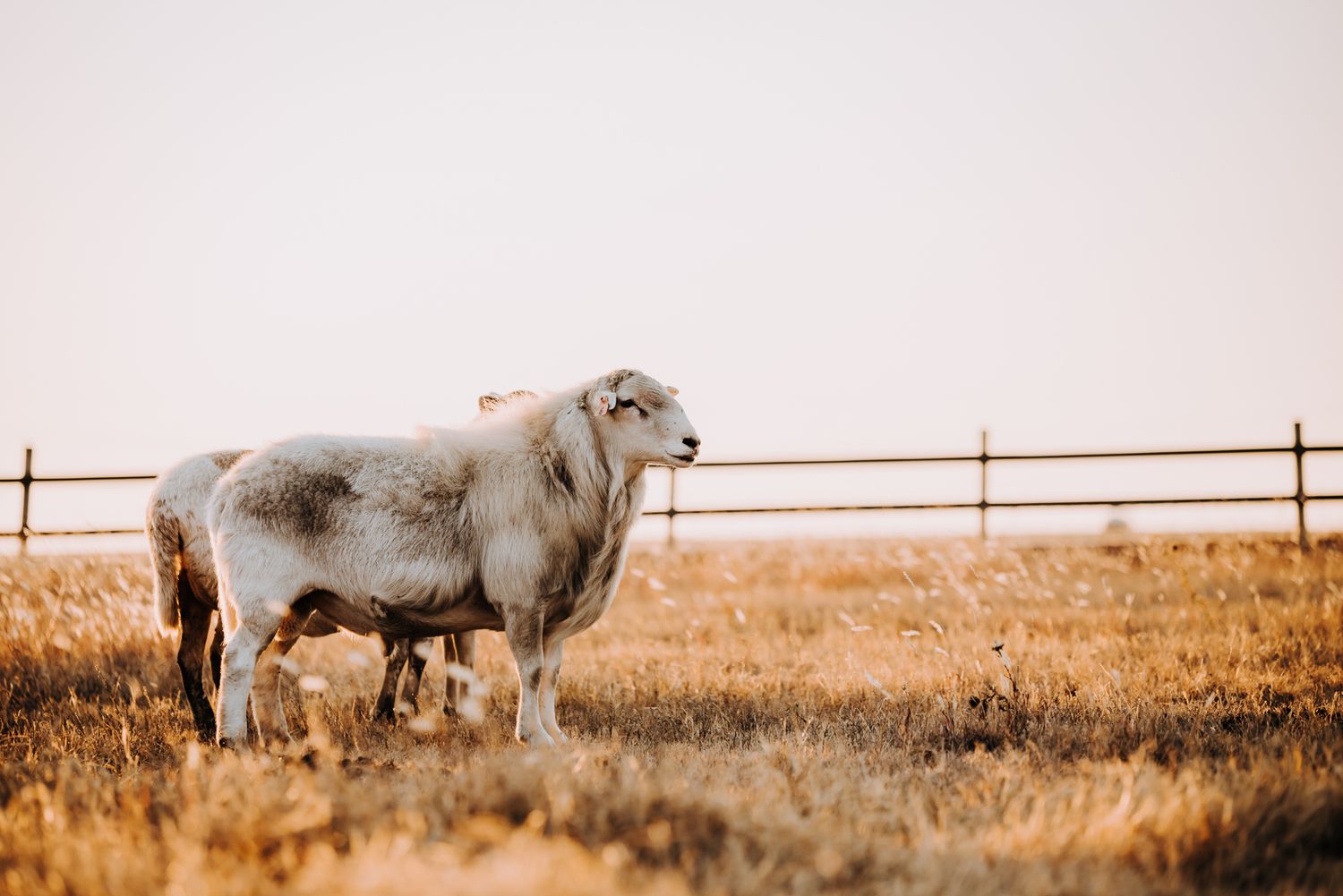 Ranch Branding and Photography by North and Wild
