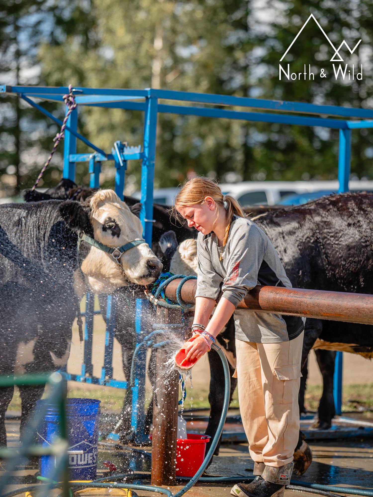 Livestock Photography by North and Wild in Alaska