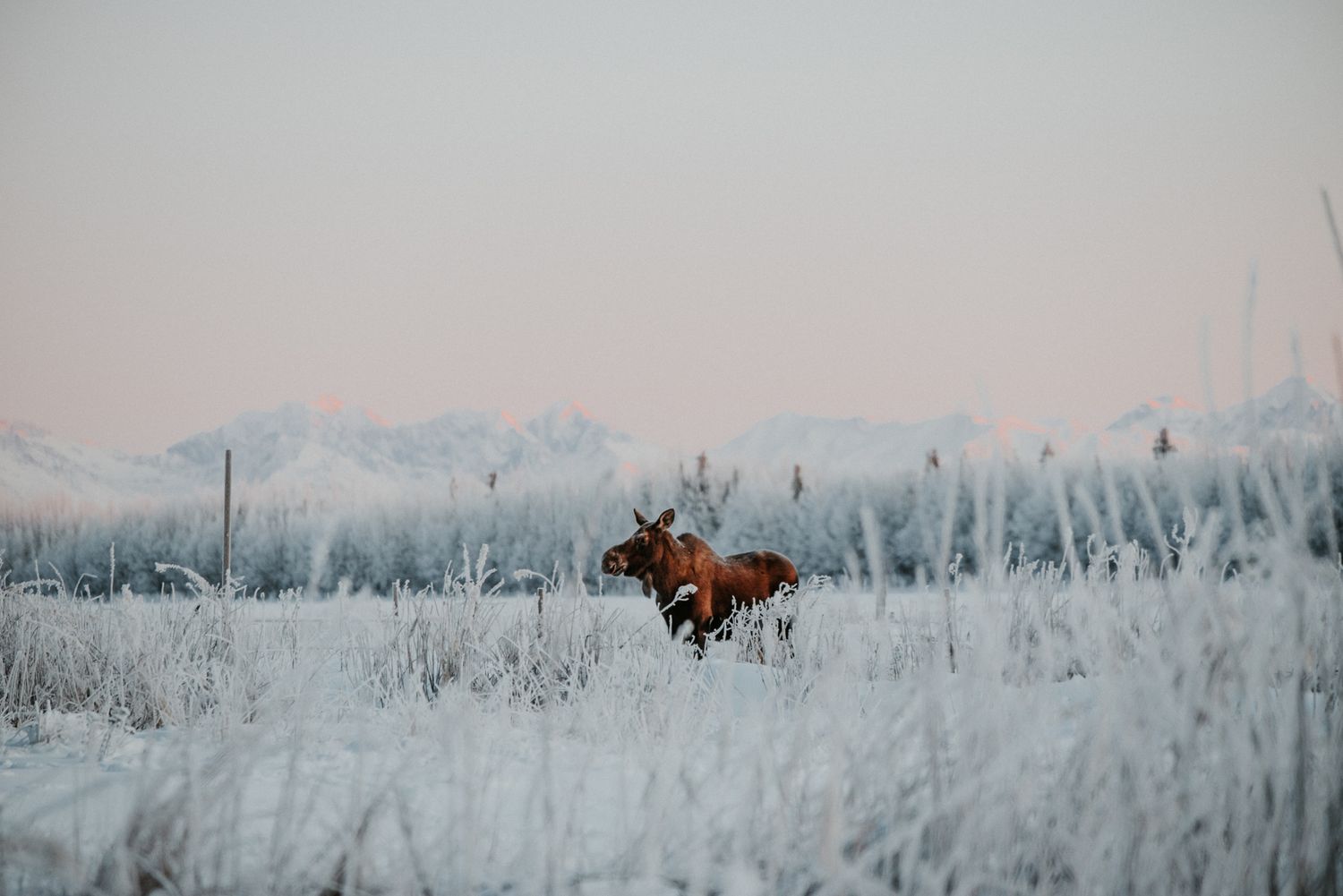 Alaska Landscapes by North and Wild Moose in frozen field