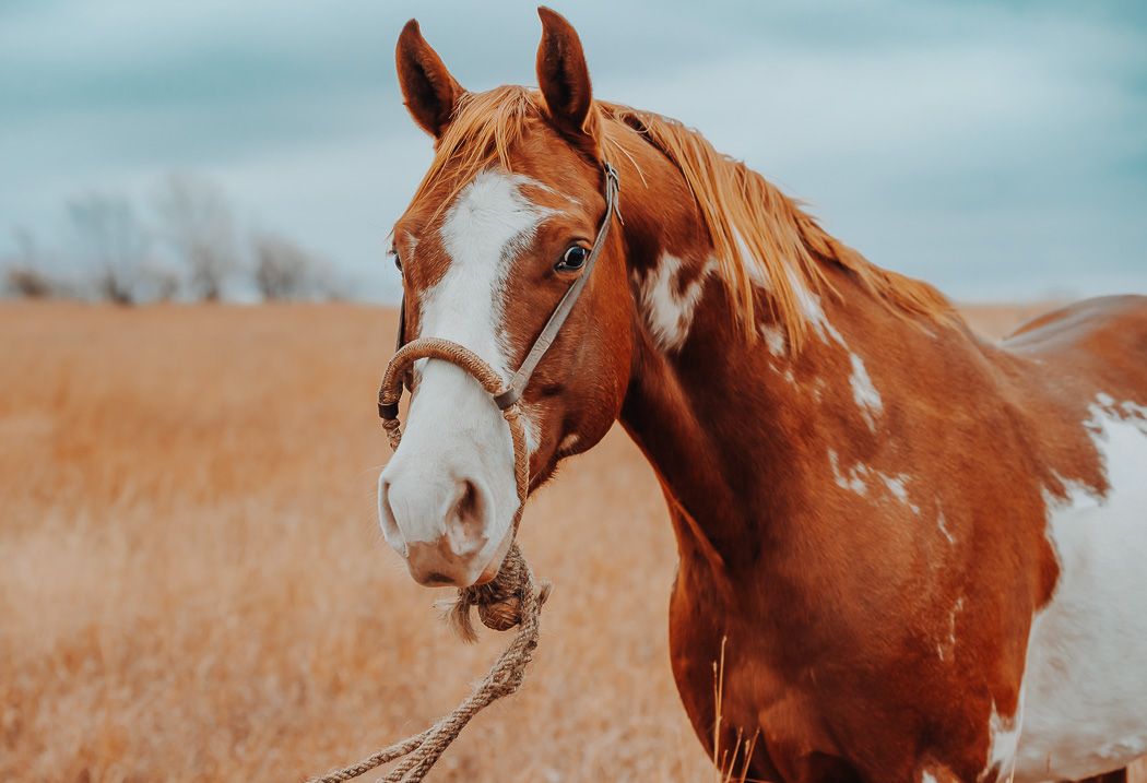 Equine and Owner Portrait Photography by North and Wild in Kansas