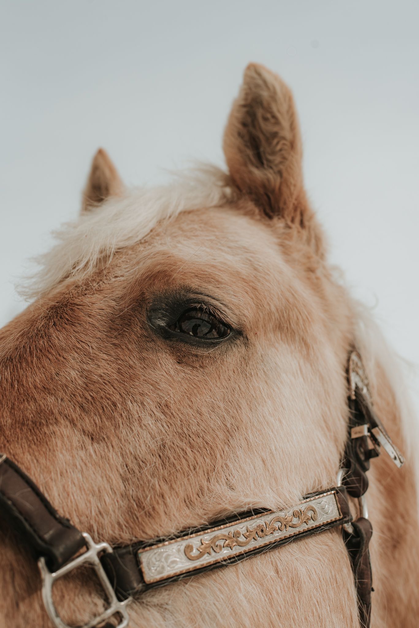Equine horse Photography in Alaska by North and Wild