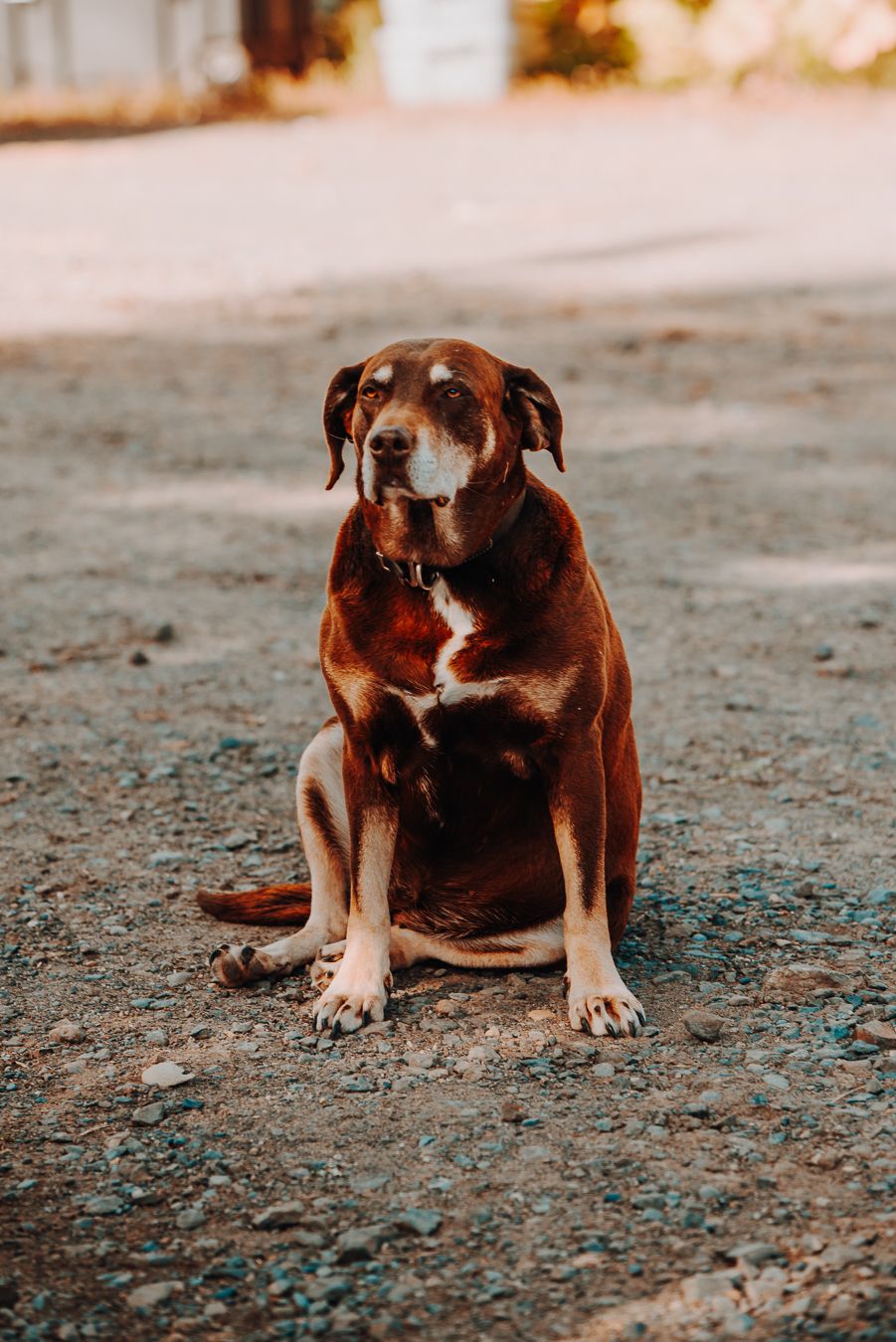 Pet photography North and Wild Alaska