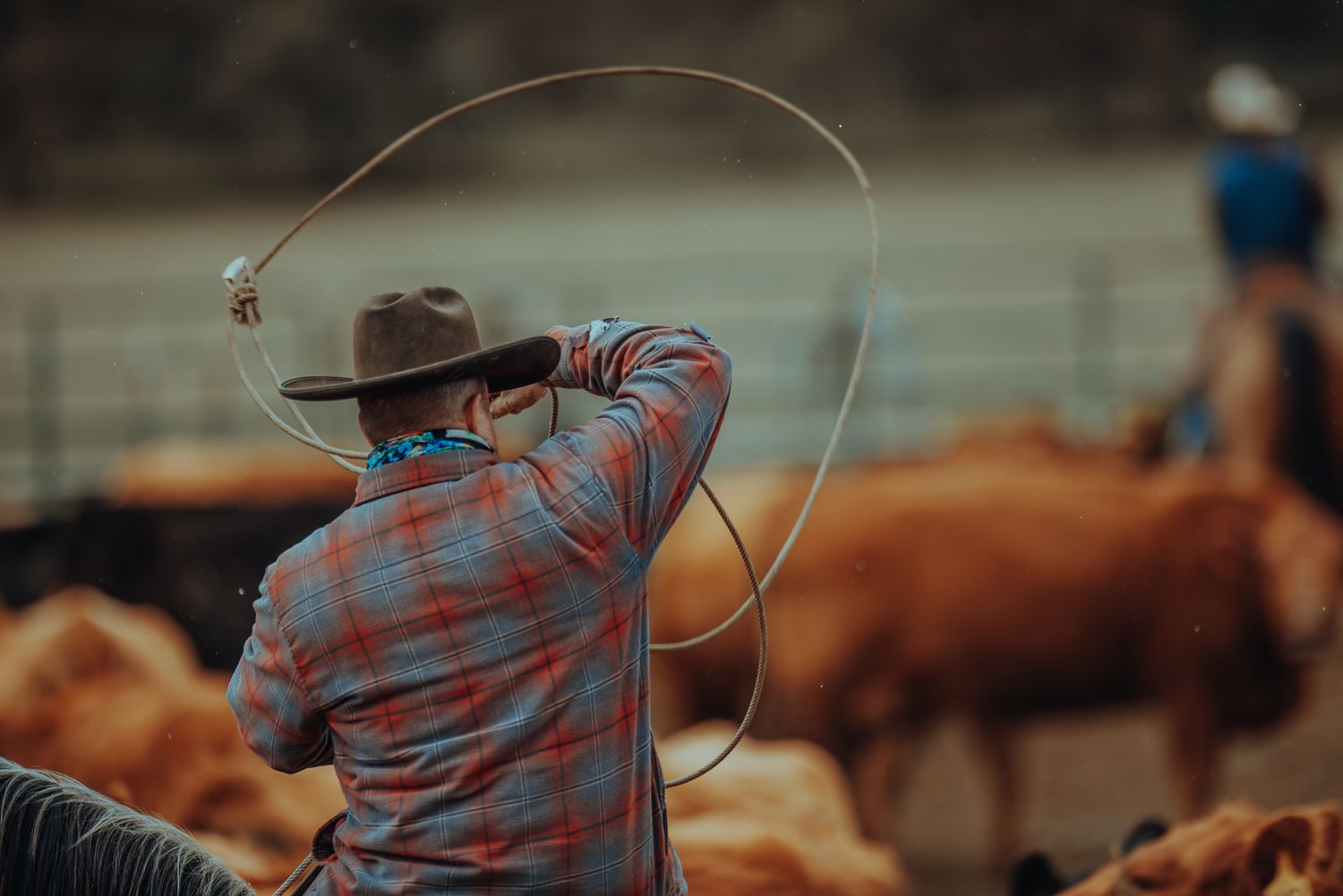 Cattle Branding in Oregon by North and Wild