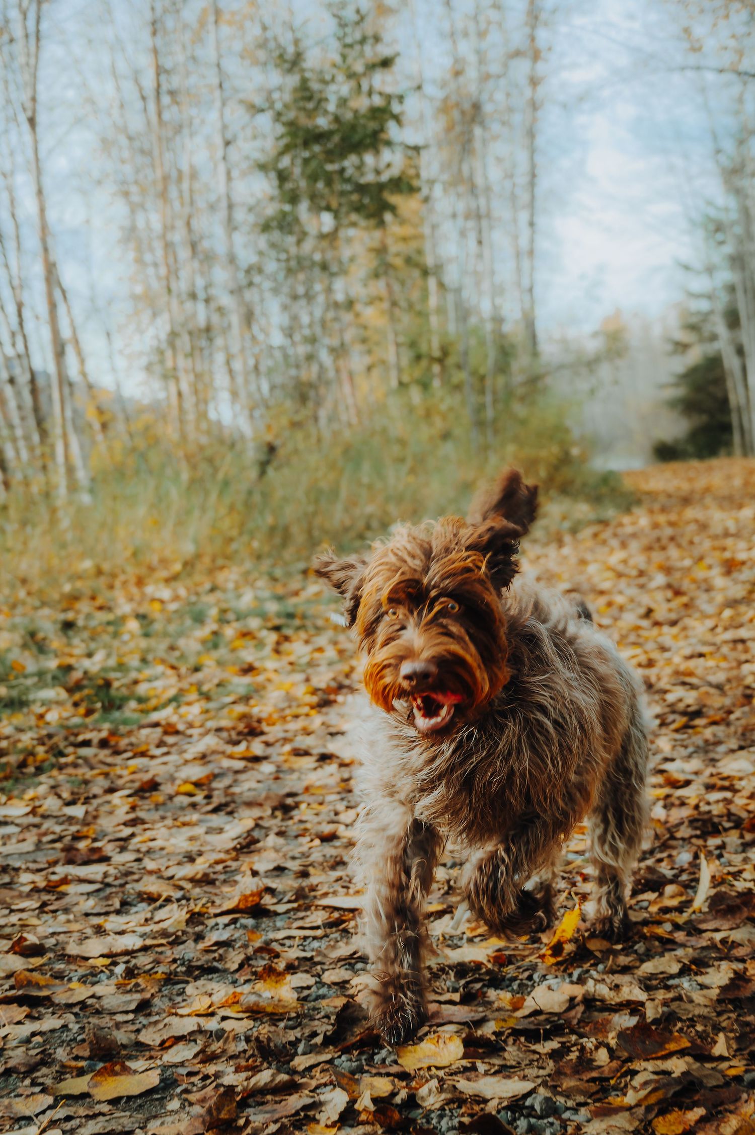 Pet photography North and Wild Alaska
