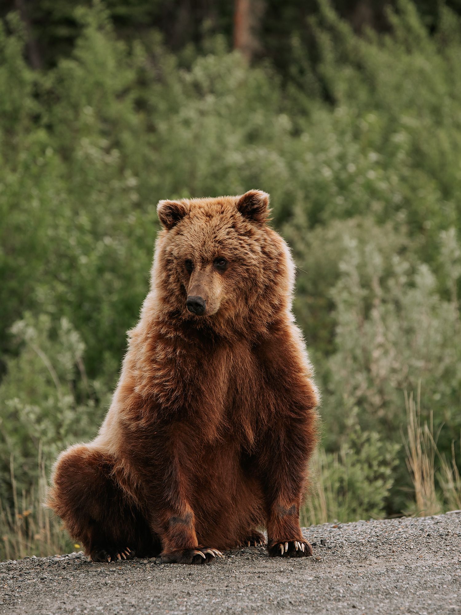 Alaska Landscapes by North and Wild