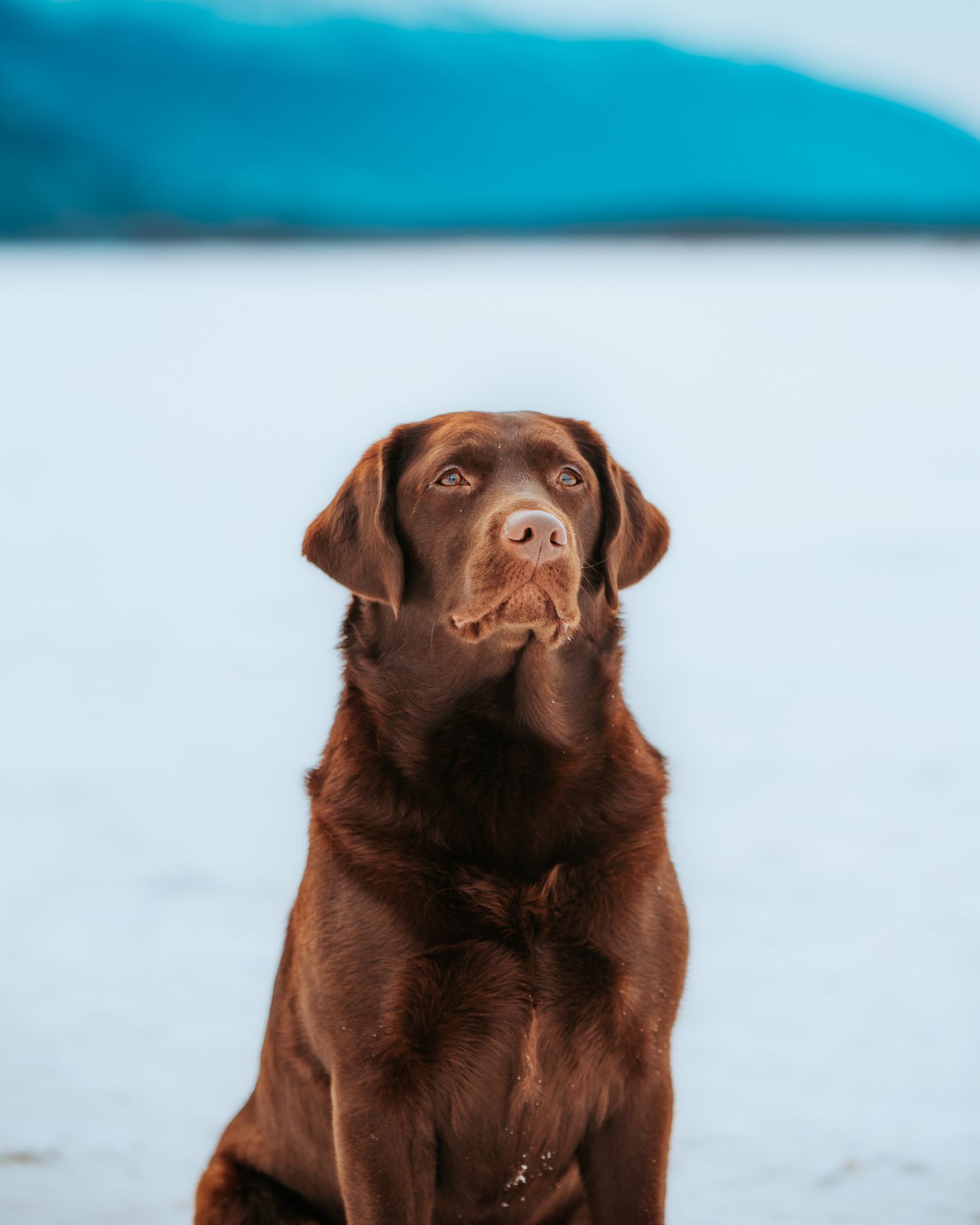 Dog photography North and Wild Alaska
