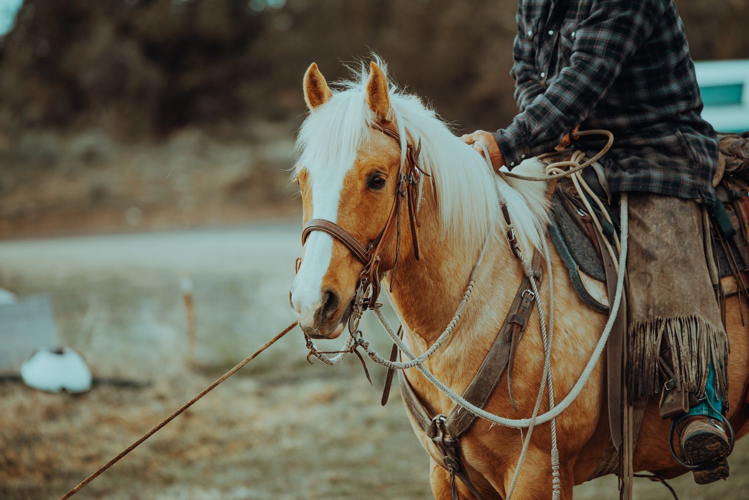 Cattle Branding in Oregon by North and Wild