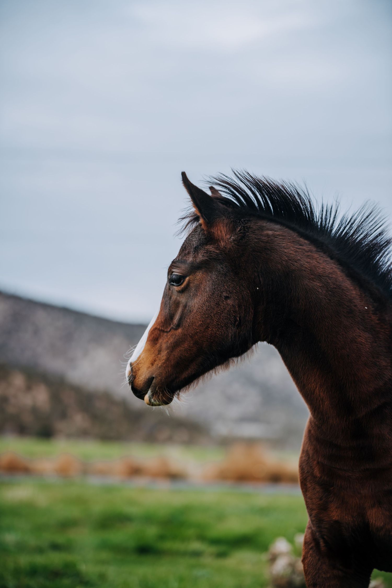Equine horse Photography in Alaska by North and Wild