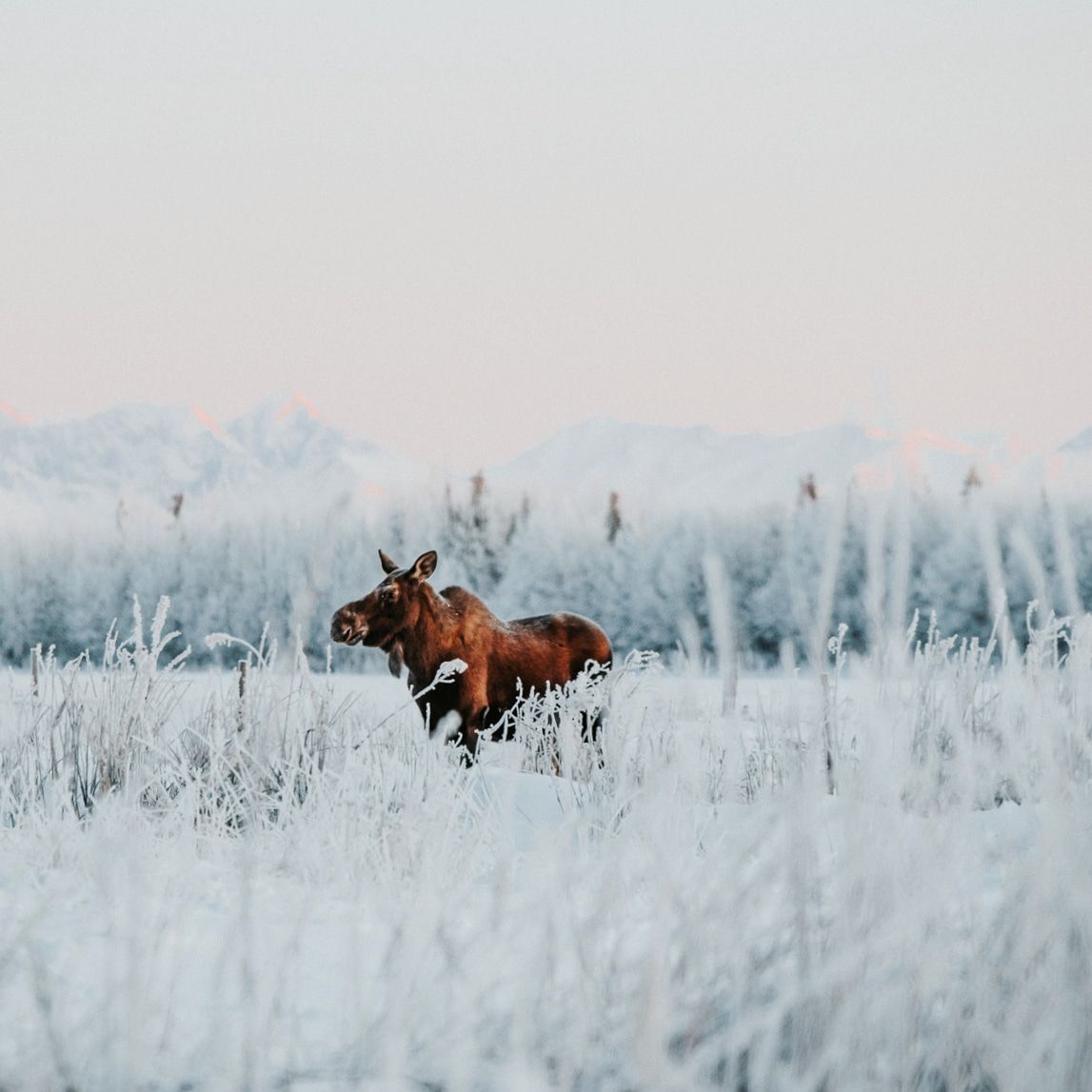 Alaska Landscapes by North and Wild Moose in frozen field