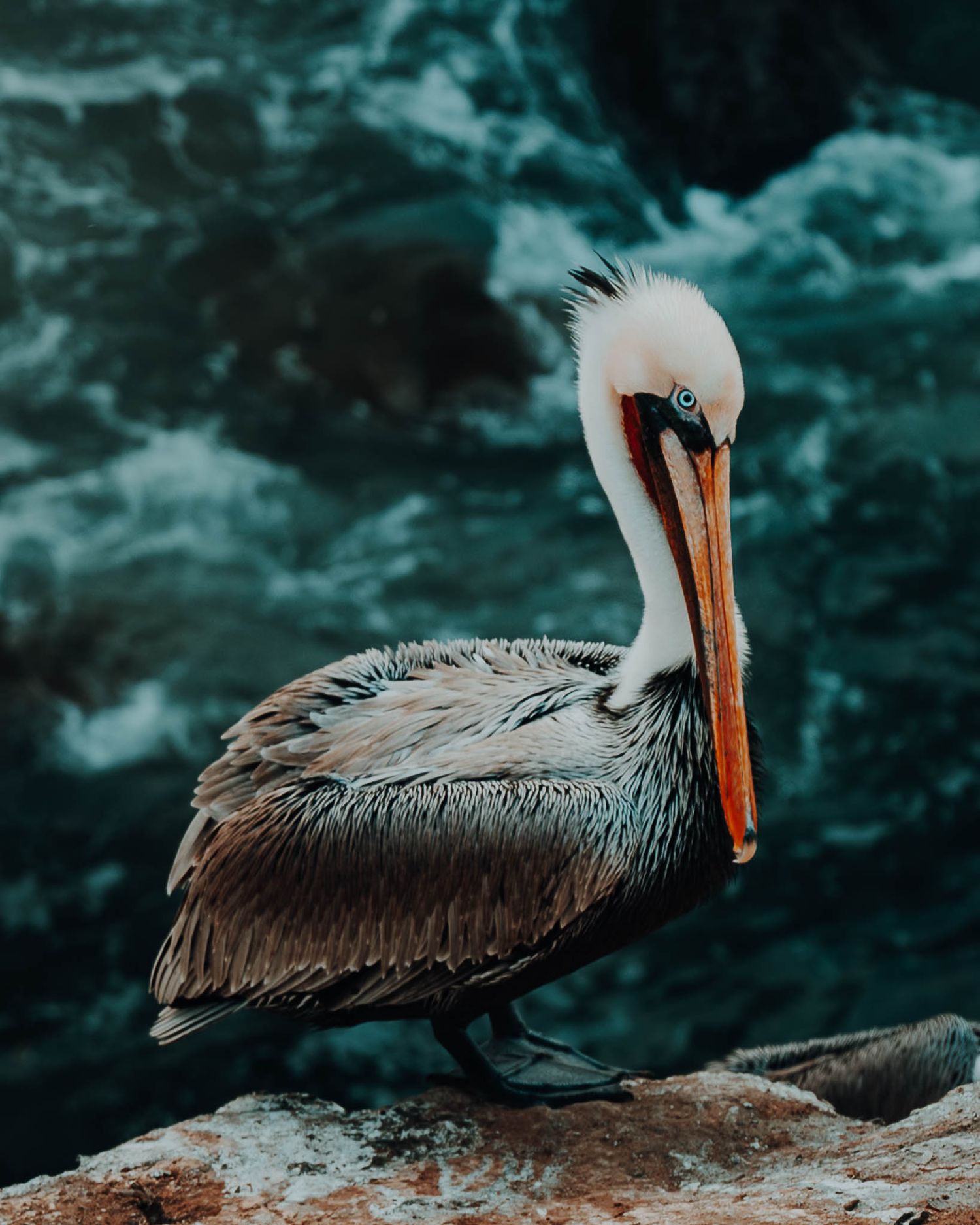 Bird Photography by North and Wild