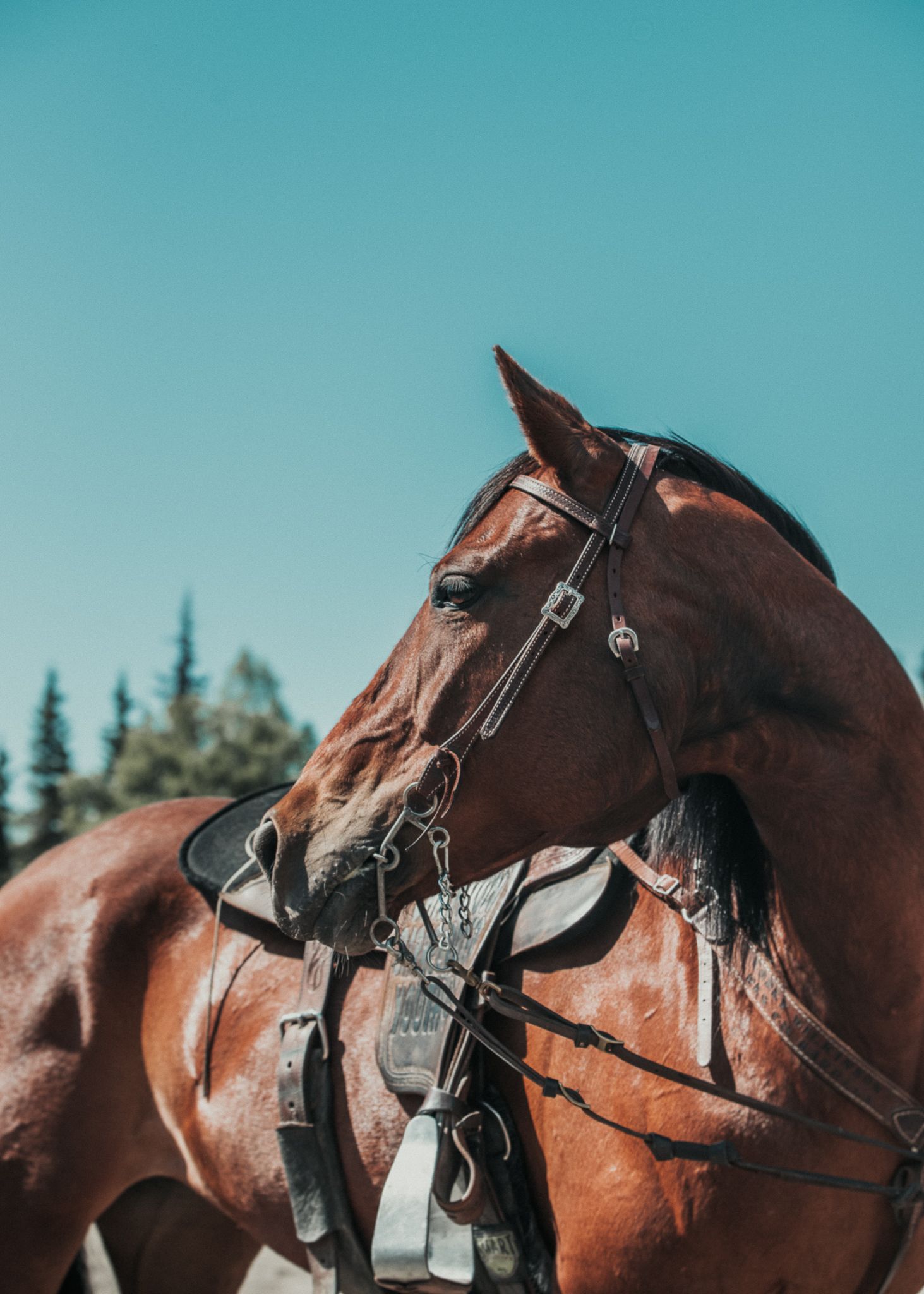 Close-up of a saddled brown horse's side profile against blue sky.