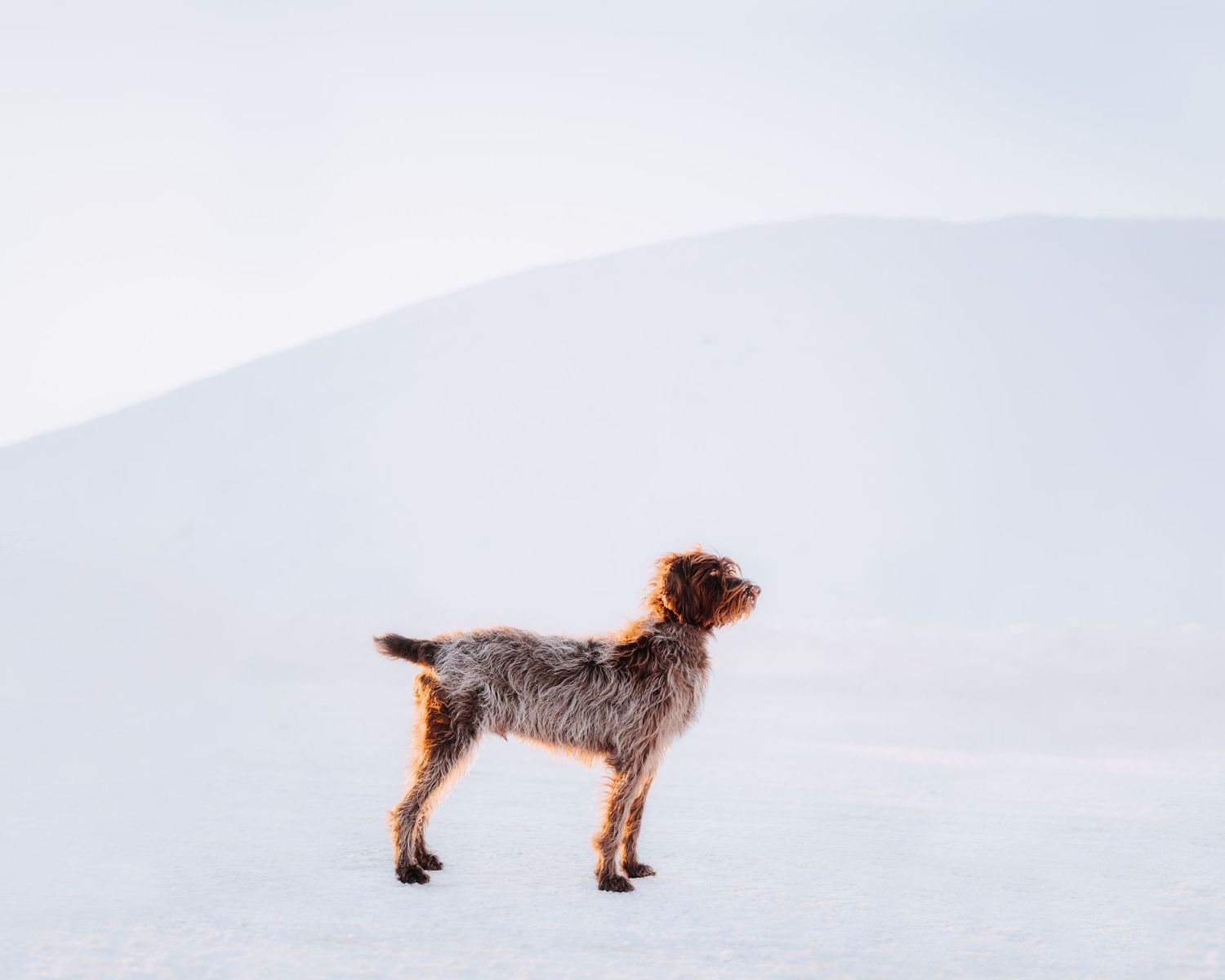Pet photography North and Wild Alaska