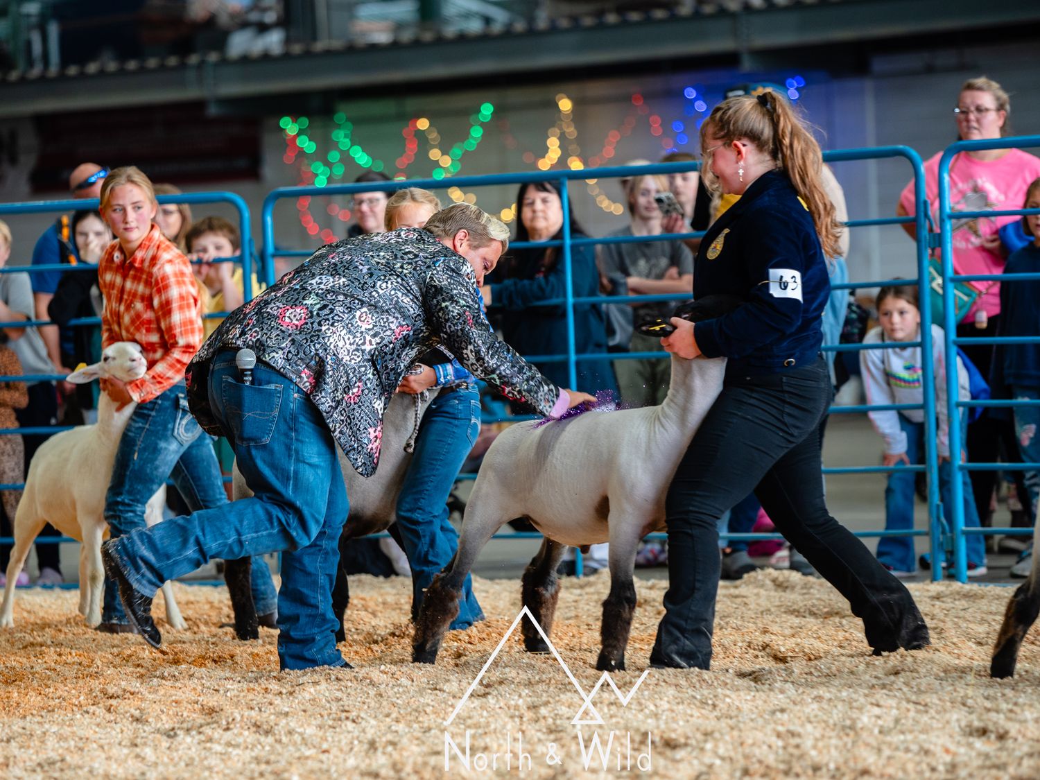 Livestock Photography by North and Wild in Alaska