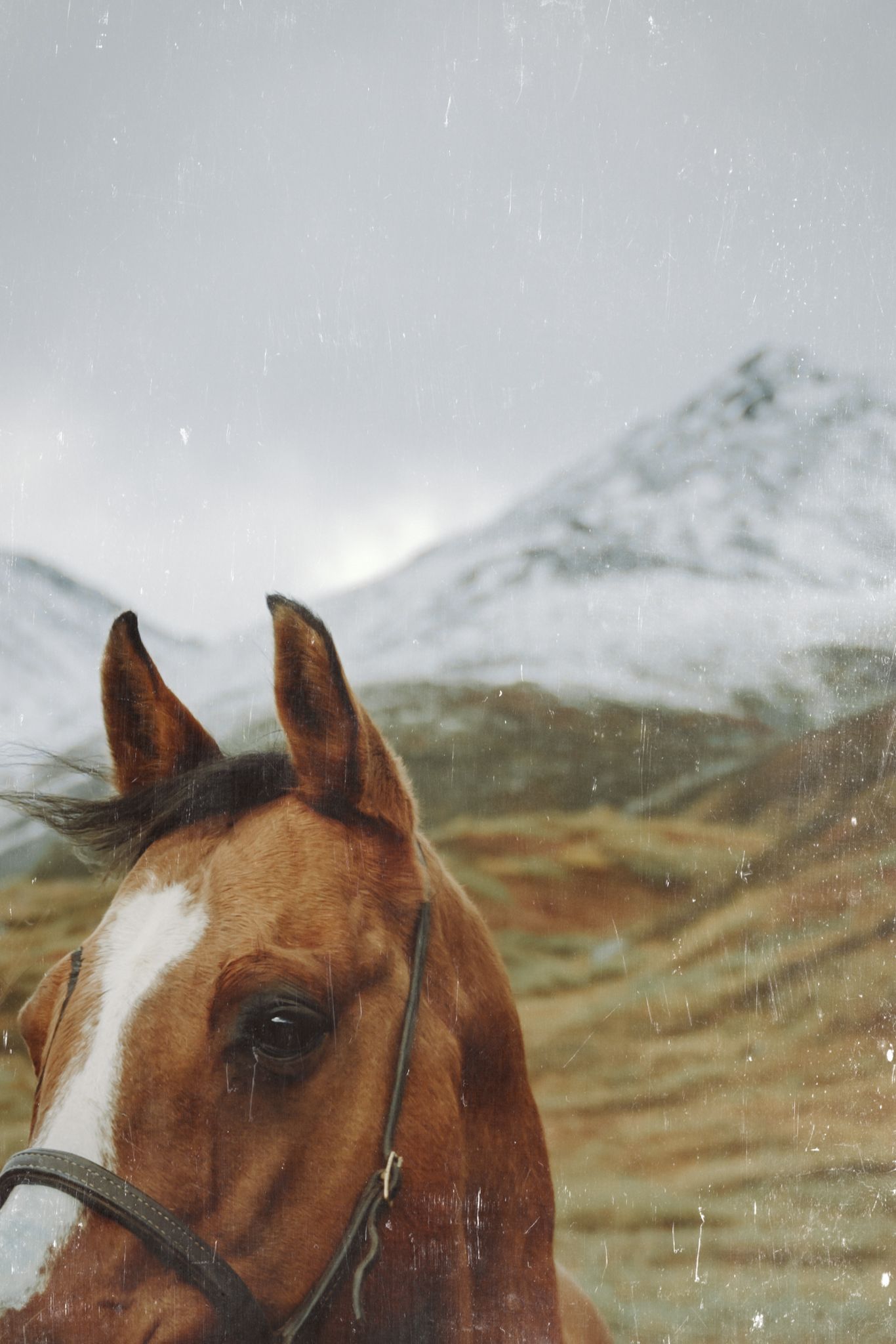Equine and Owner Portrait Photography by North and Wild in Alaska