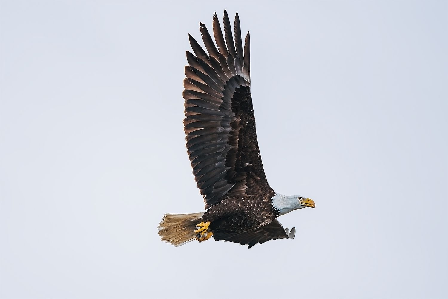Alaskan Eagle by North and Wild