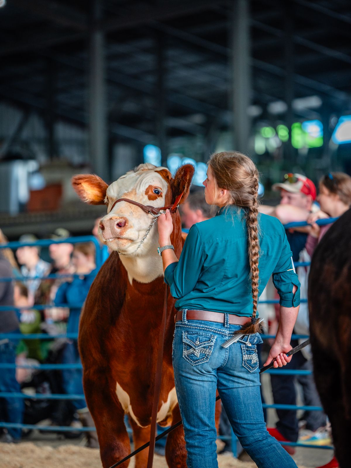 A brown and white cow with a halter stands in profile at a livestock show.