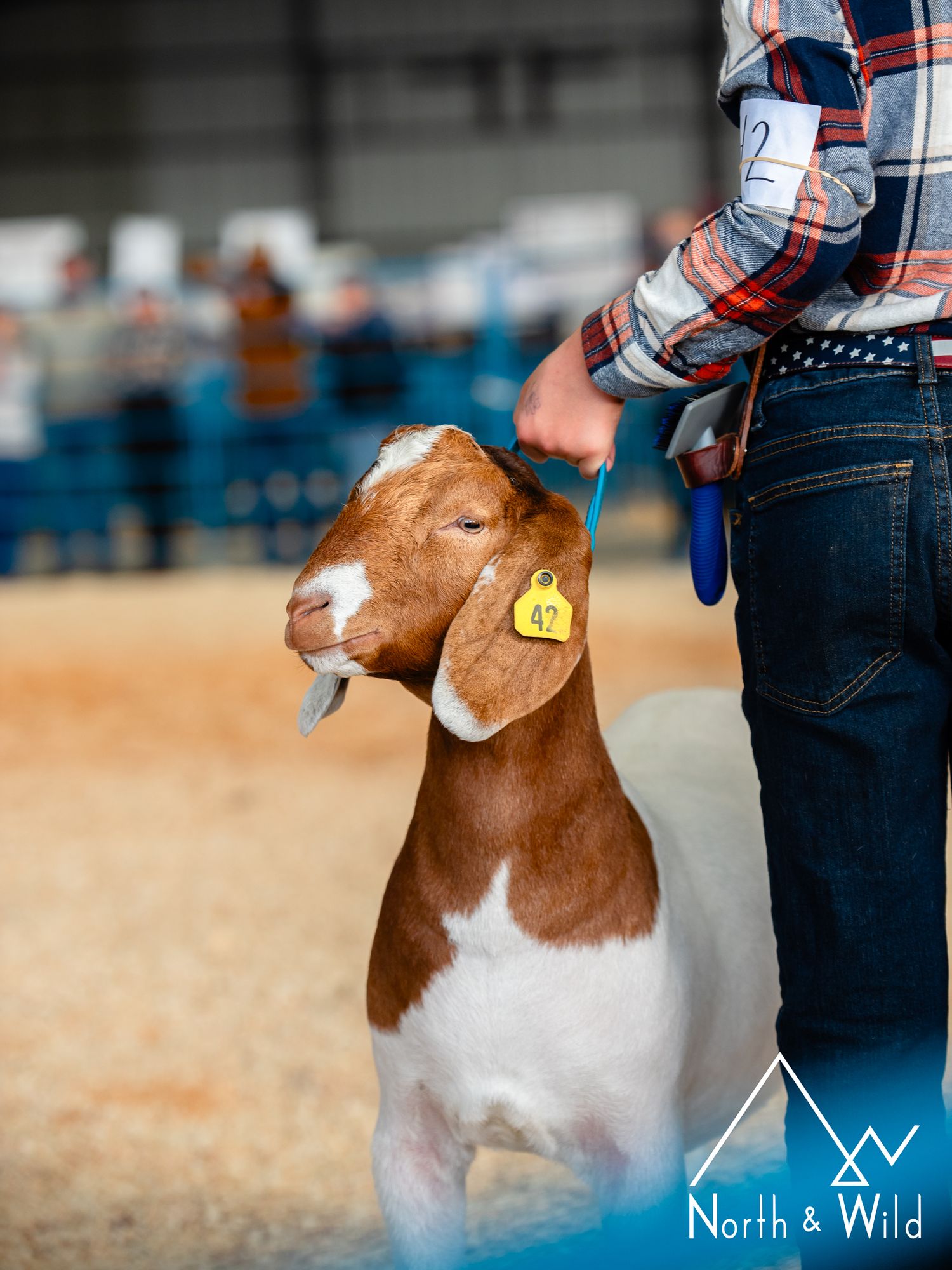 Livestock Photography by North and Wild in Alaska